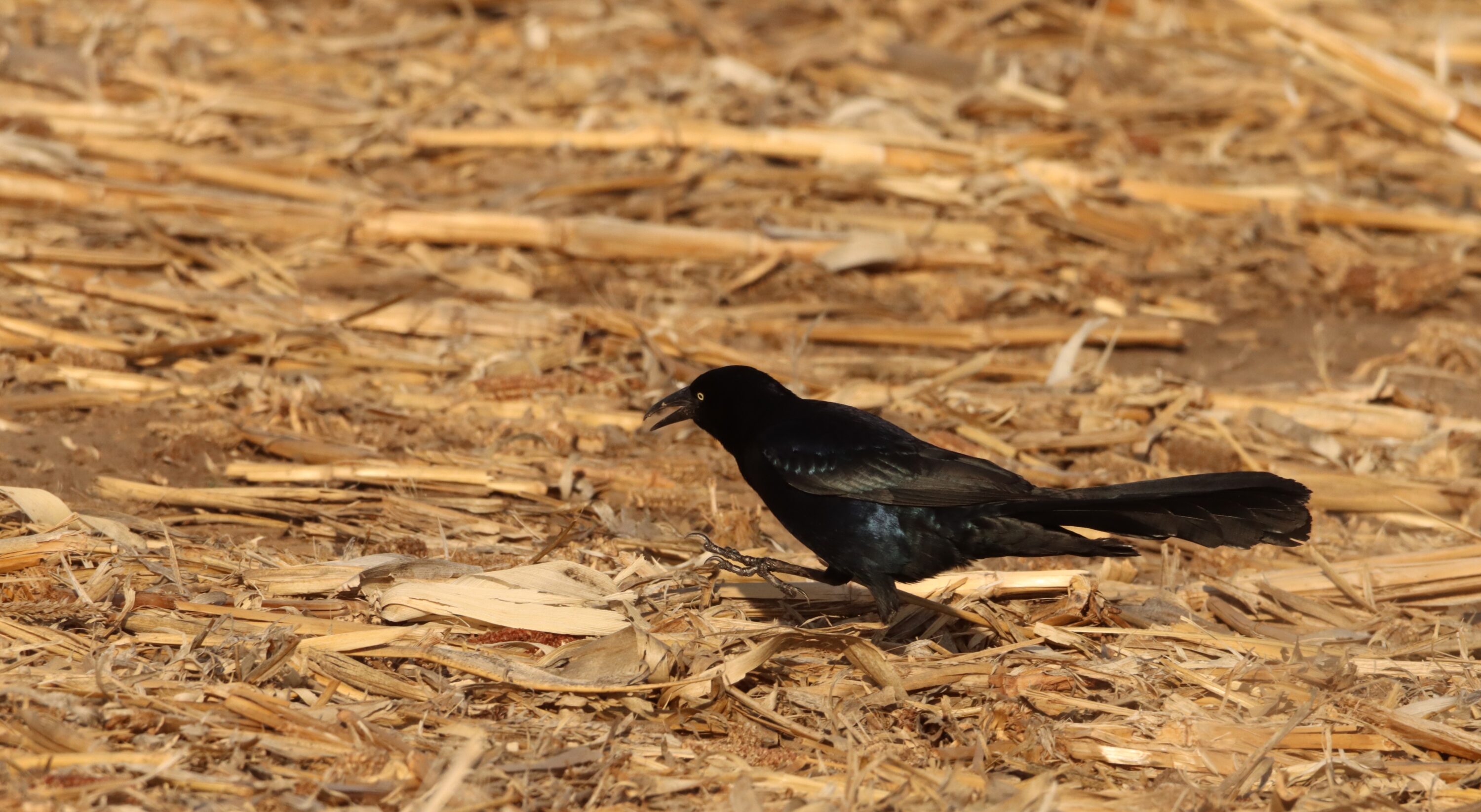 Male great-tailed grackle at Huron Wetland Management District, South Dakota