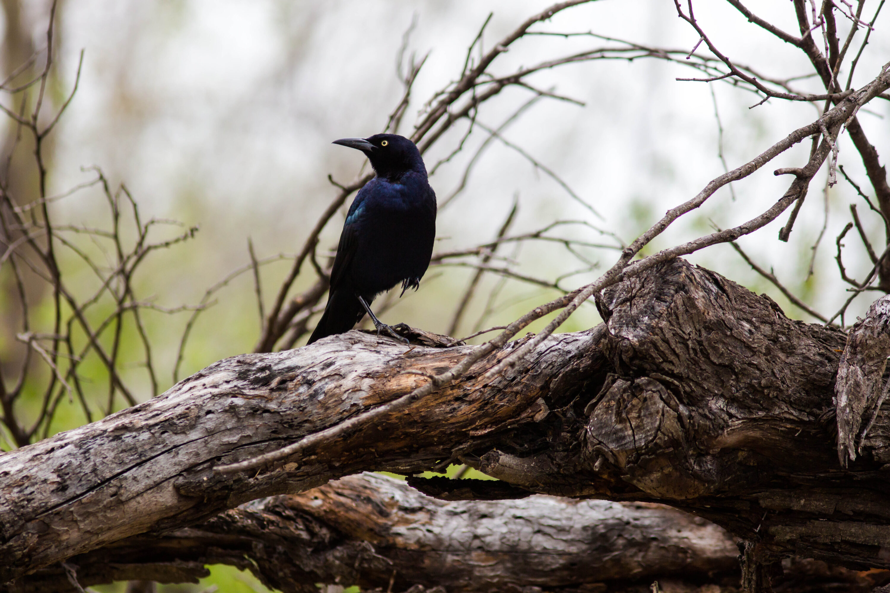 A great-tailed grackle with glossy dark plumage and a long tail