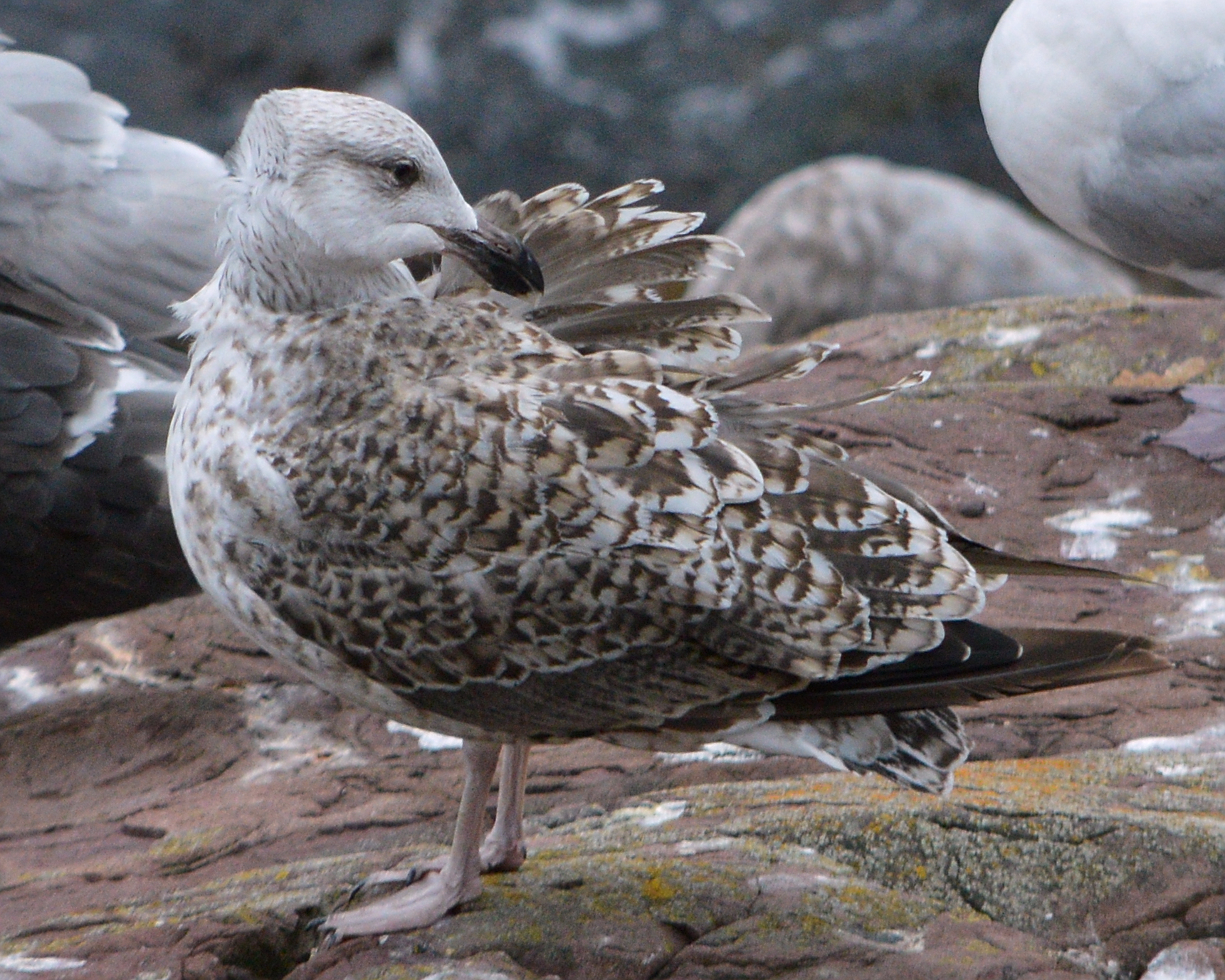 Great black-backed gull at Signal Hill in St. John's, Newfoundland