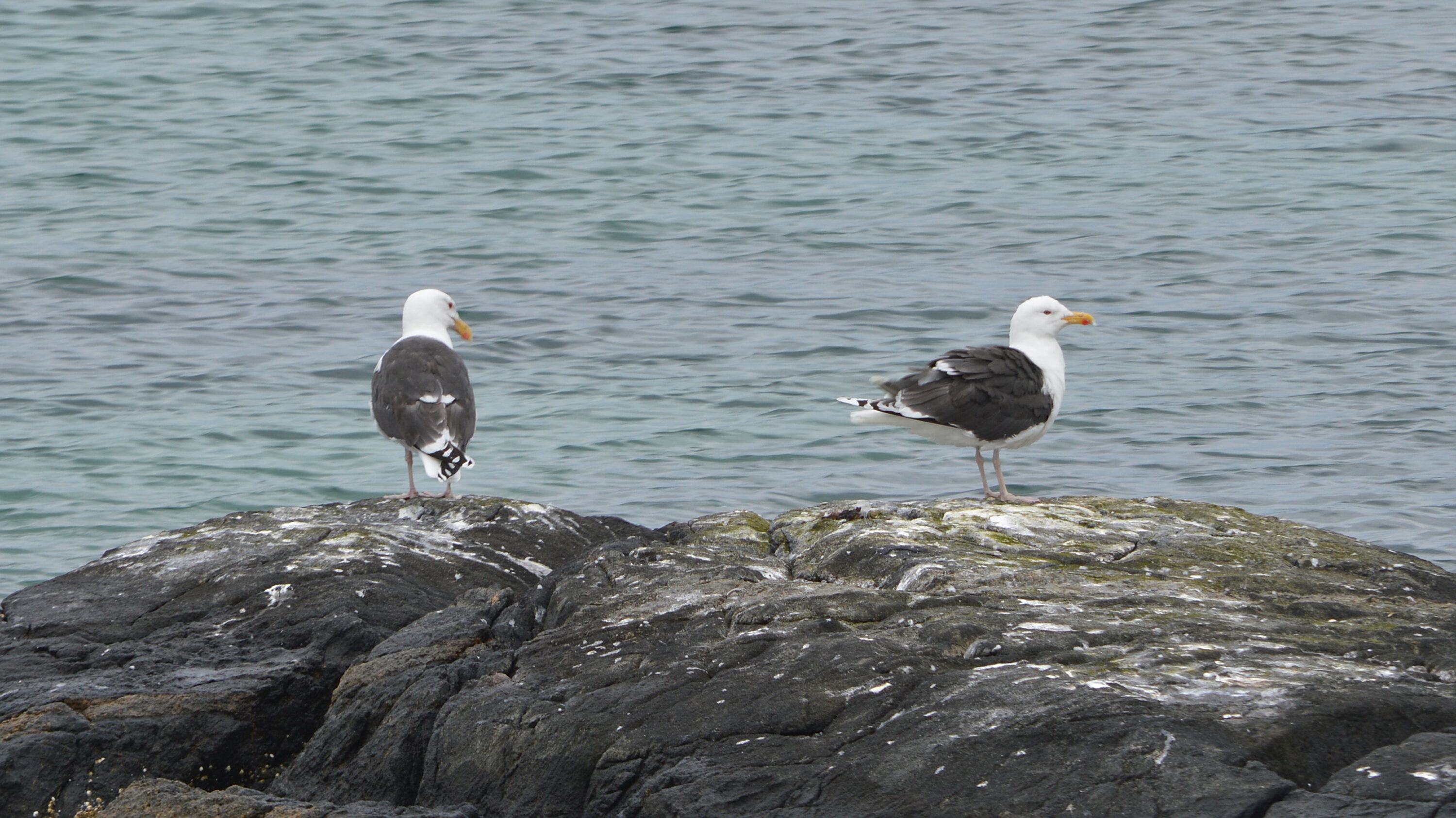 Adult great black-backed gull standing on a rocky shore