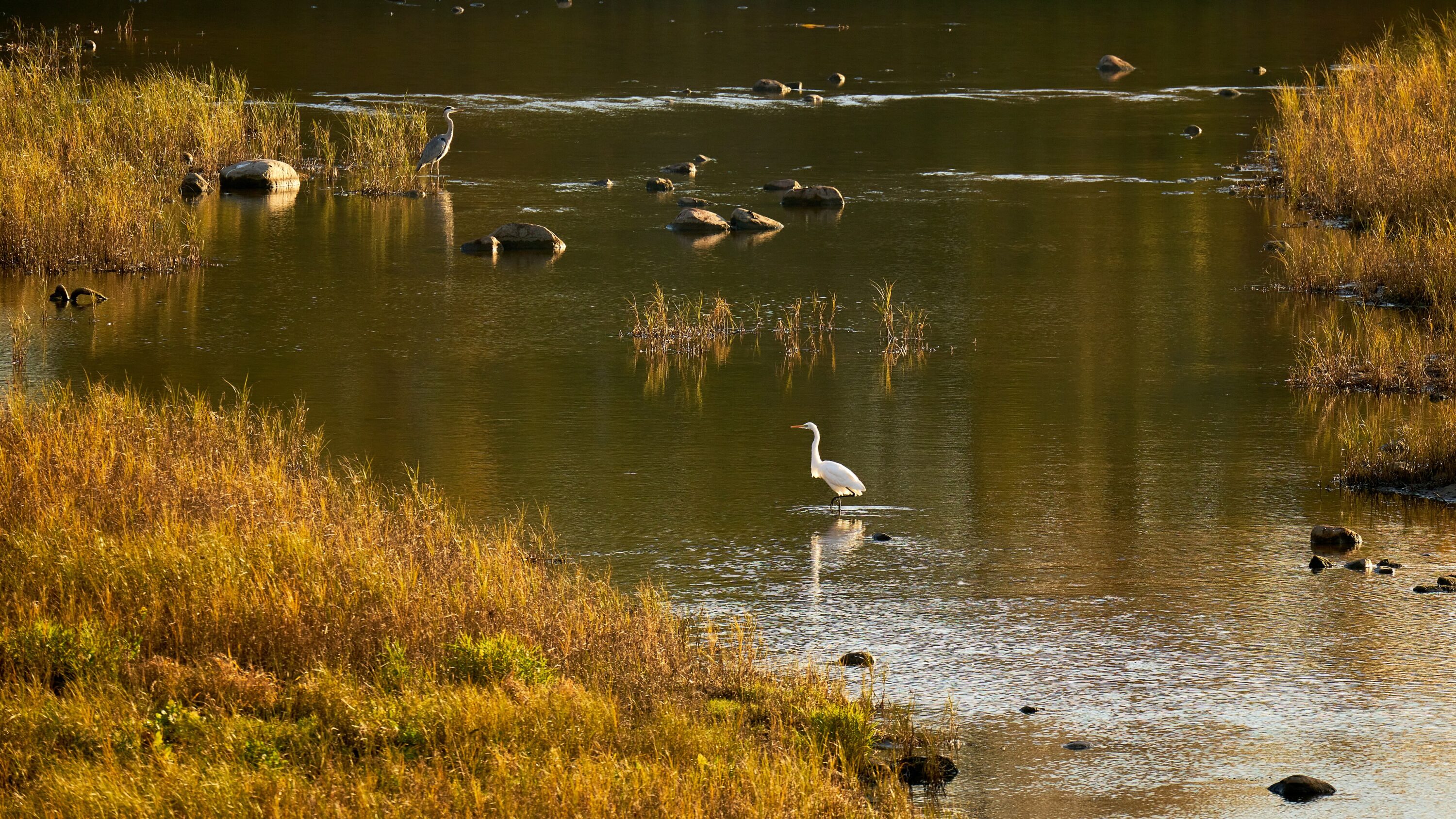 Great egret and grey heron standing together in Warsaw, Poland