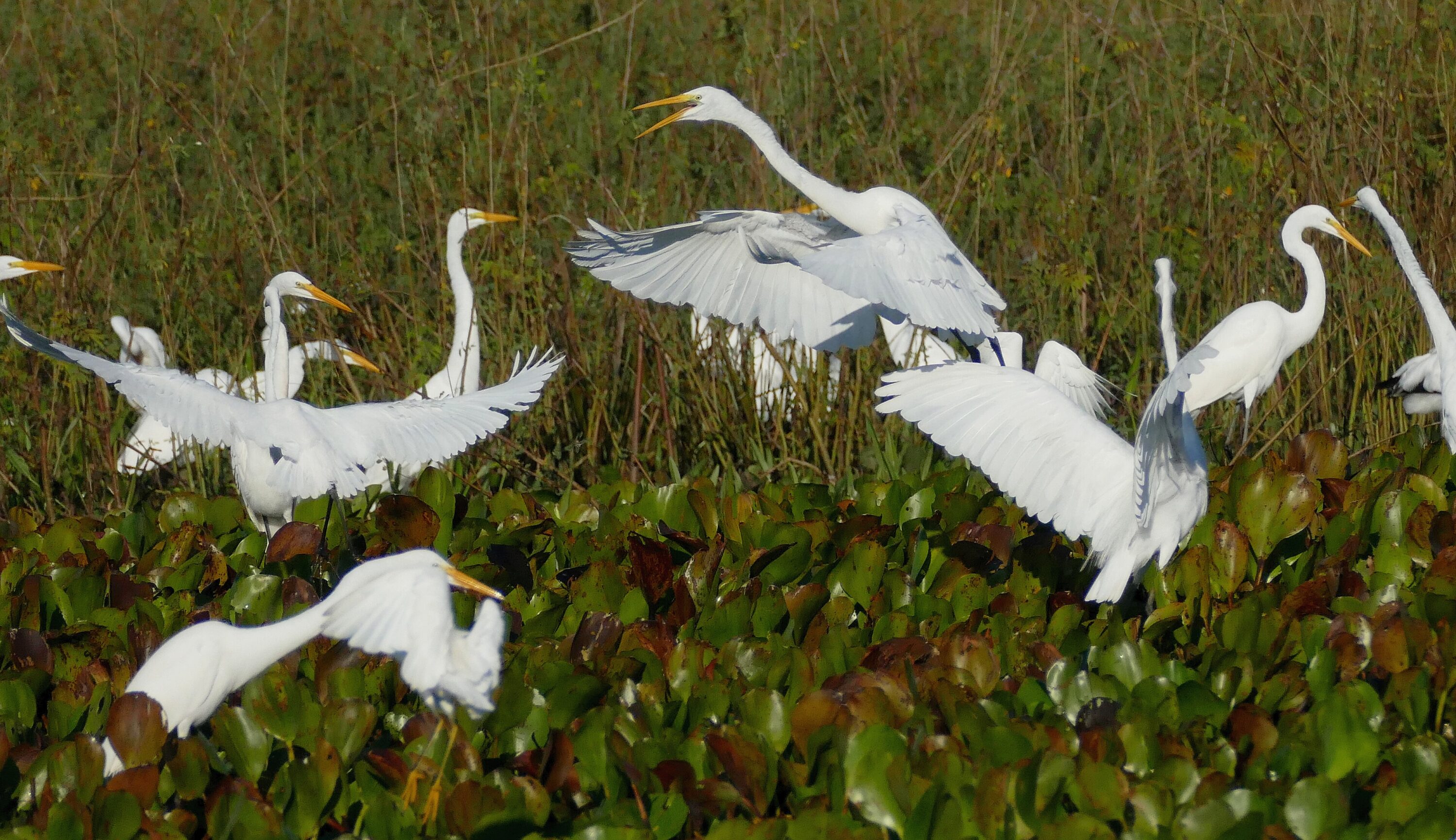 Several great egrets standing together in wetland habitat