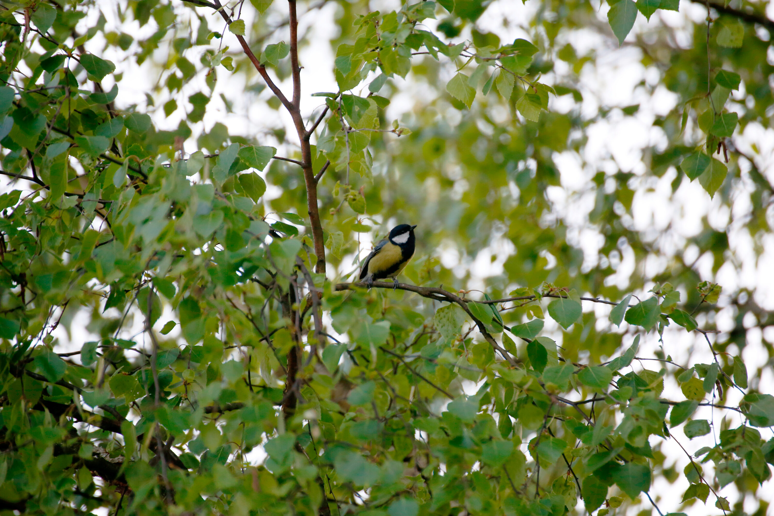 Great tit perched in Poland