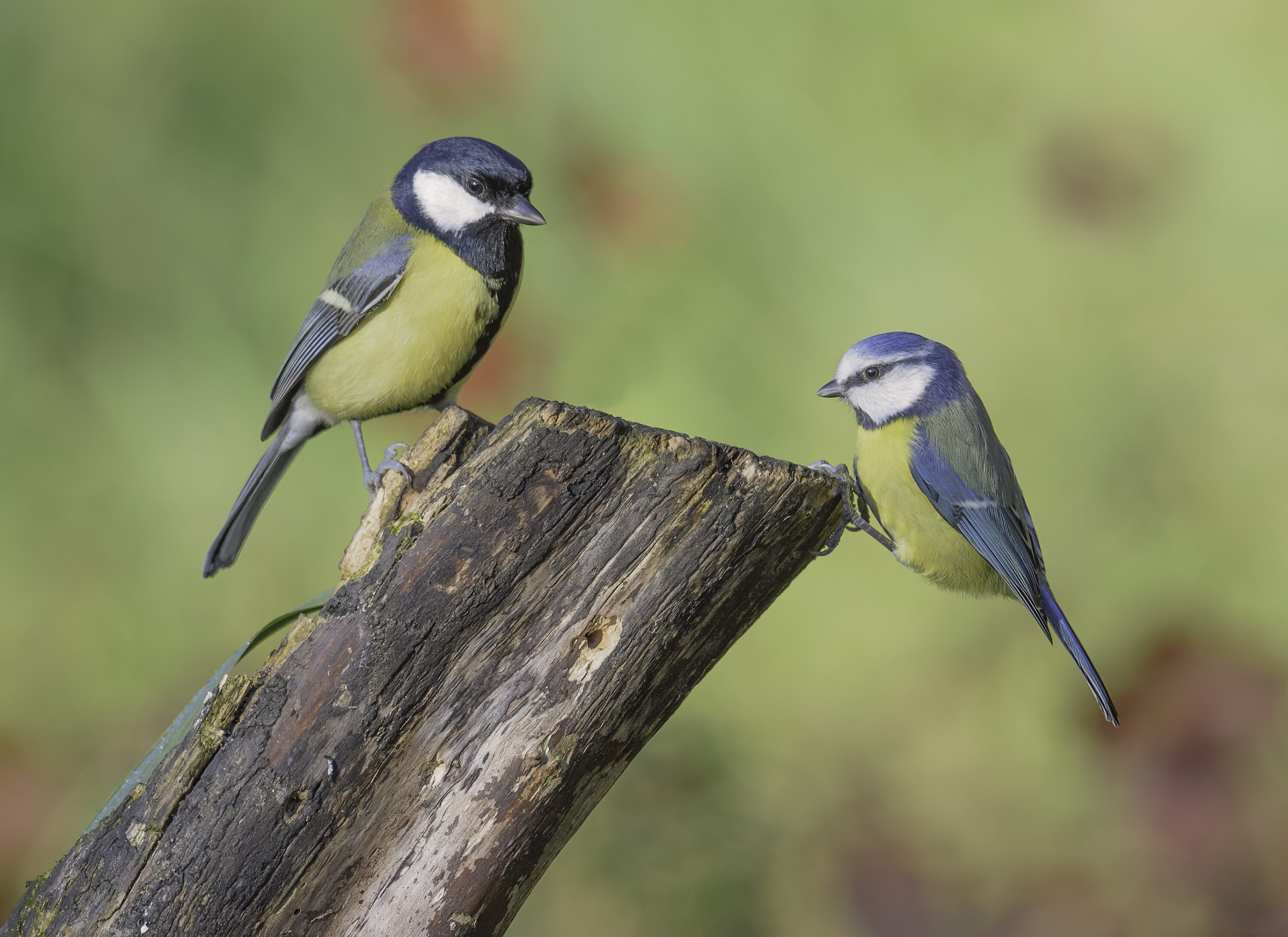 A great tit and a Eurasian blue tit perched on the same tree stump