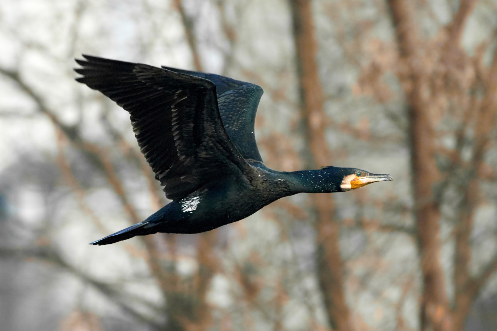 Great cormorant in flight in Suwon, South Korea
