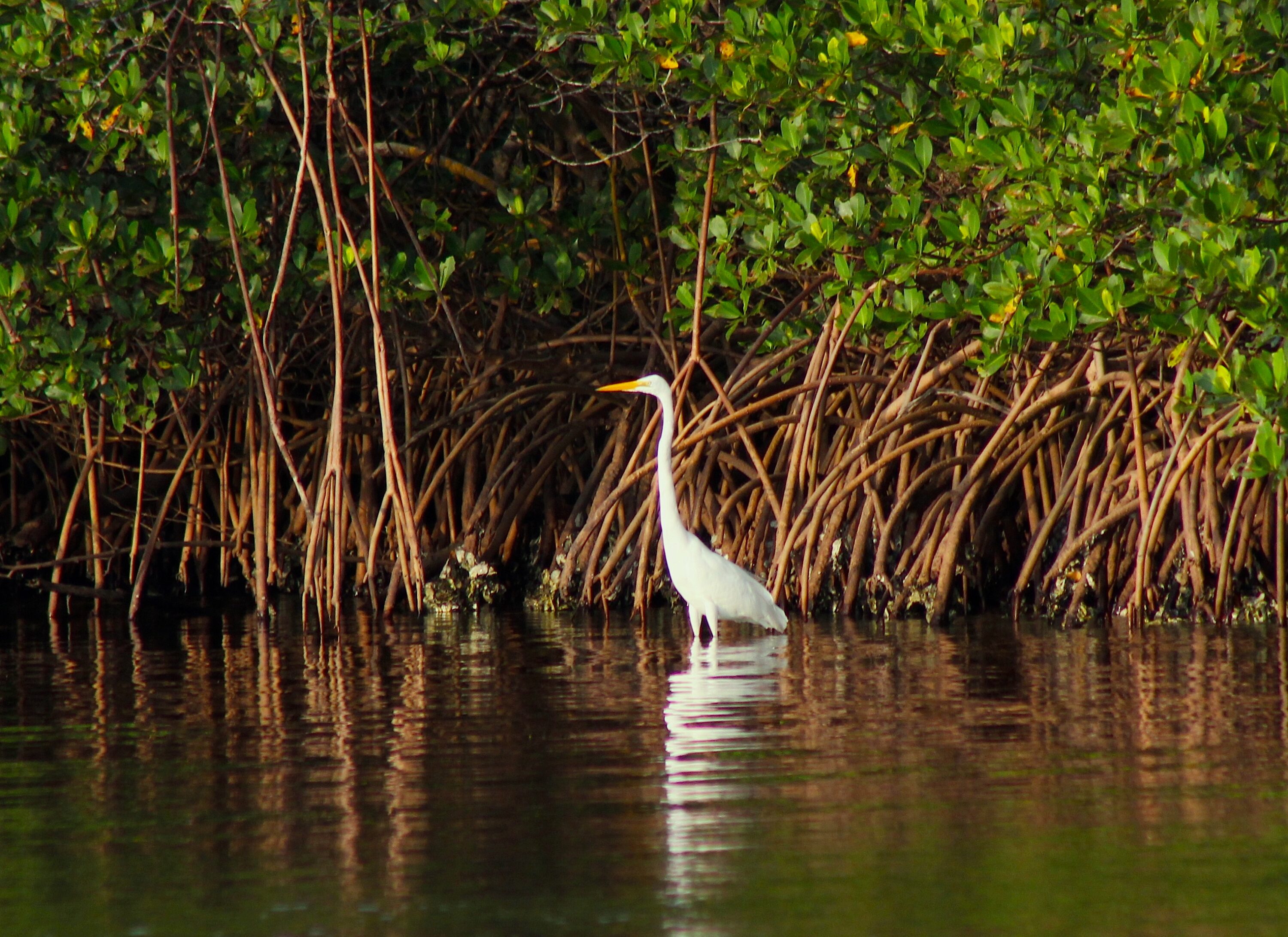 Wild great egret standing in water beside mangrove roots