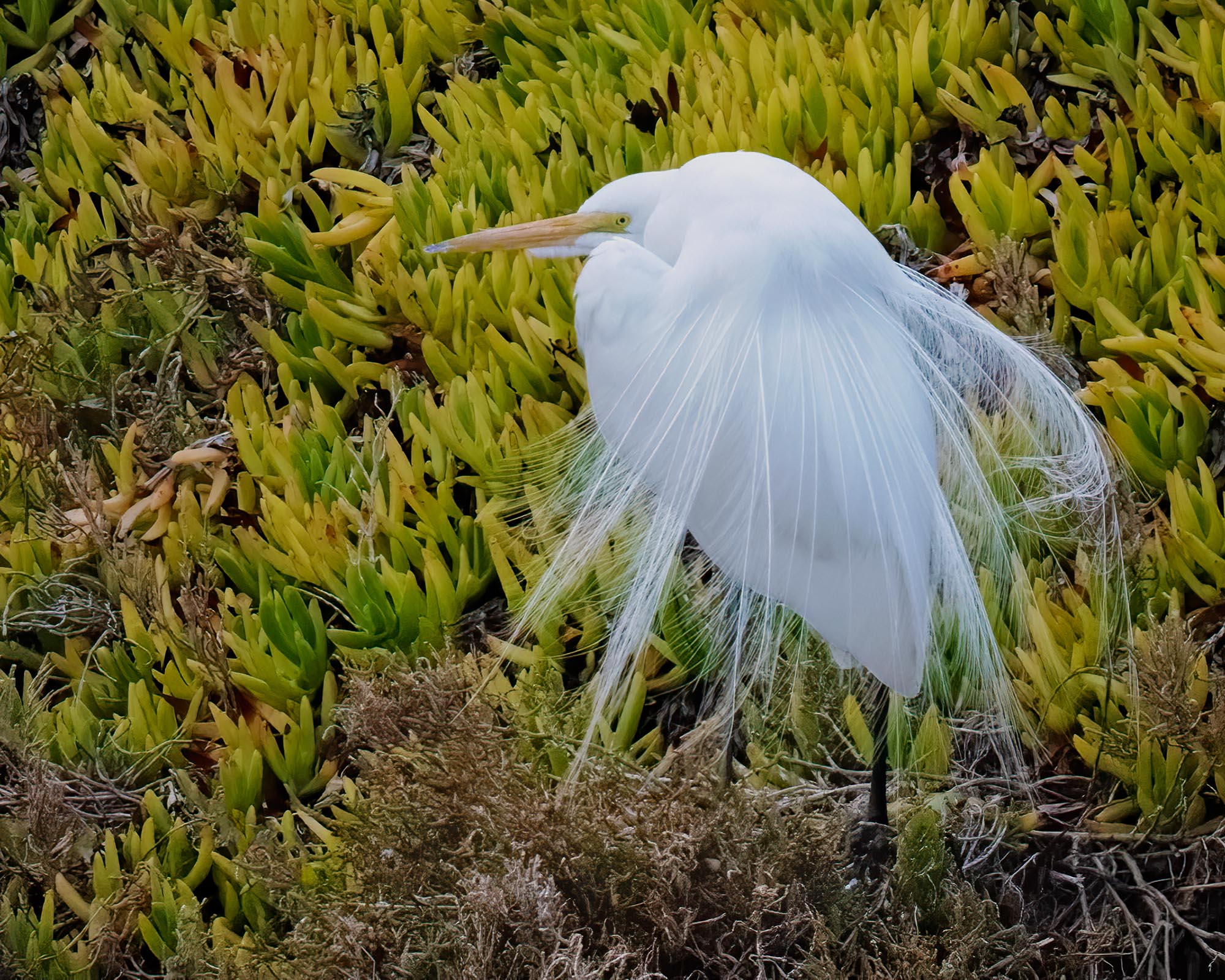 Great egret in breeding plumage at Goleta Slough, California