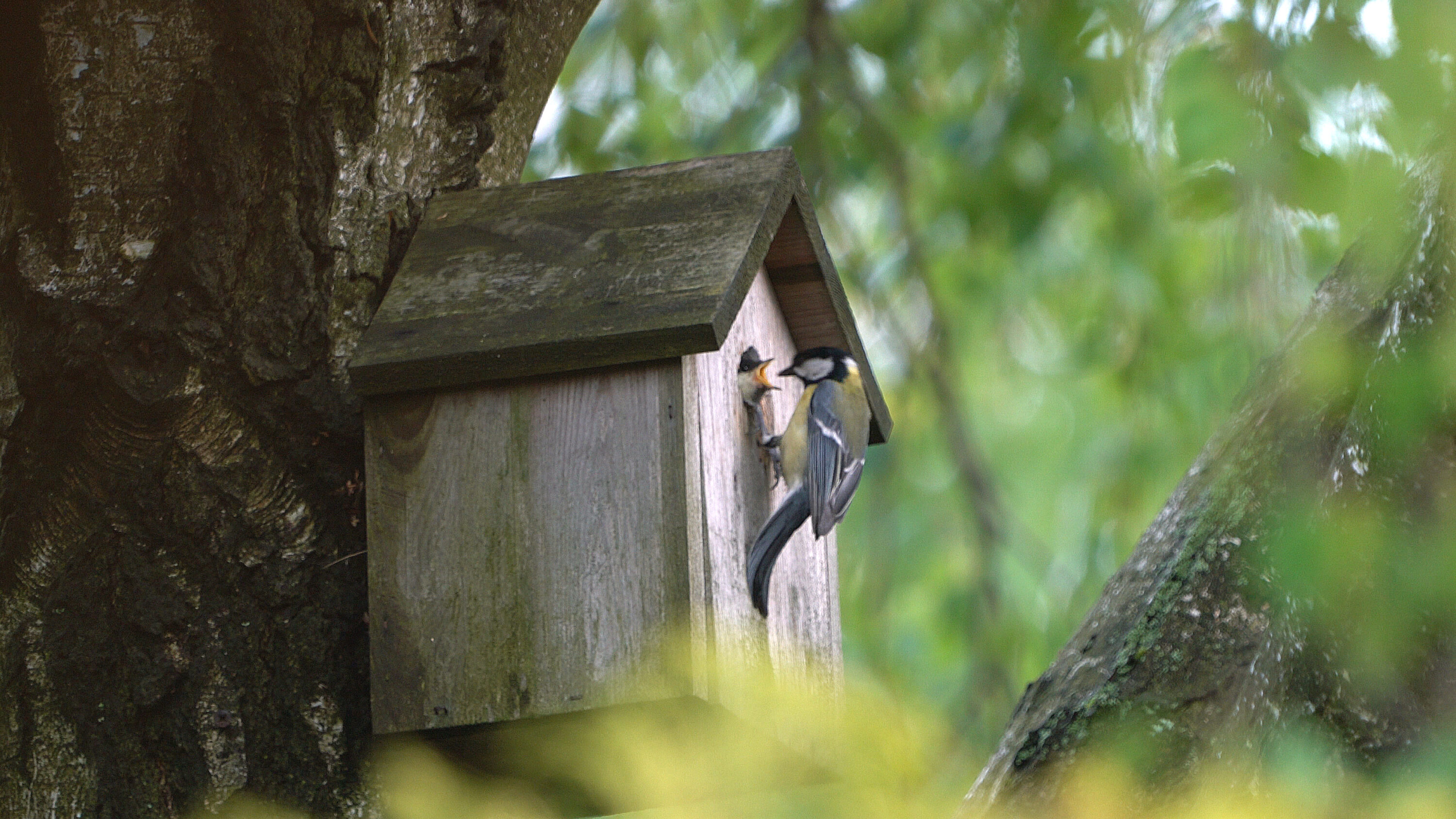 Great tit feeding a chick at a nest box