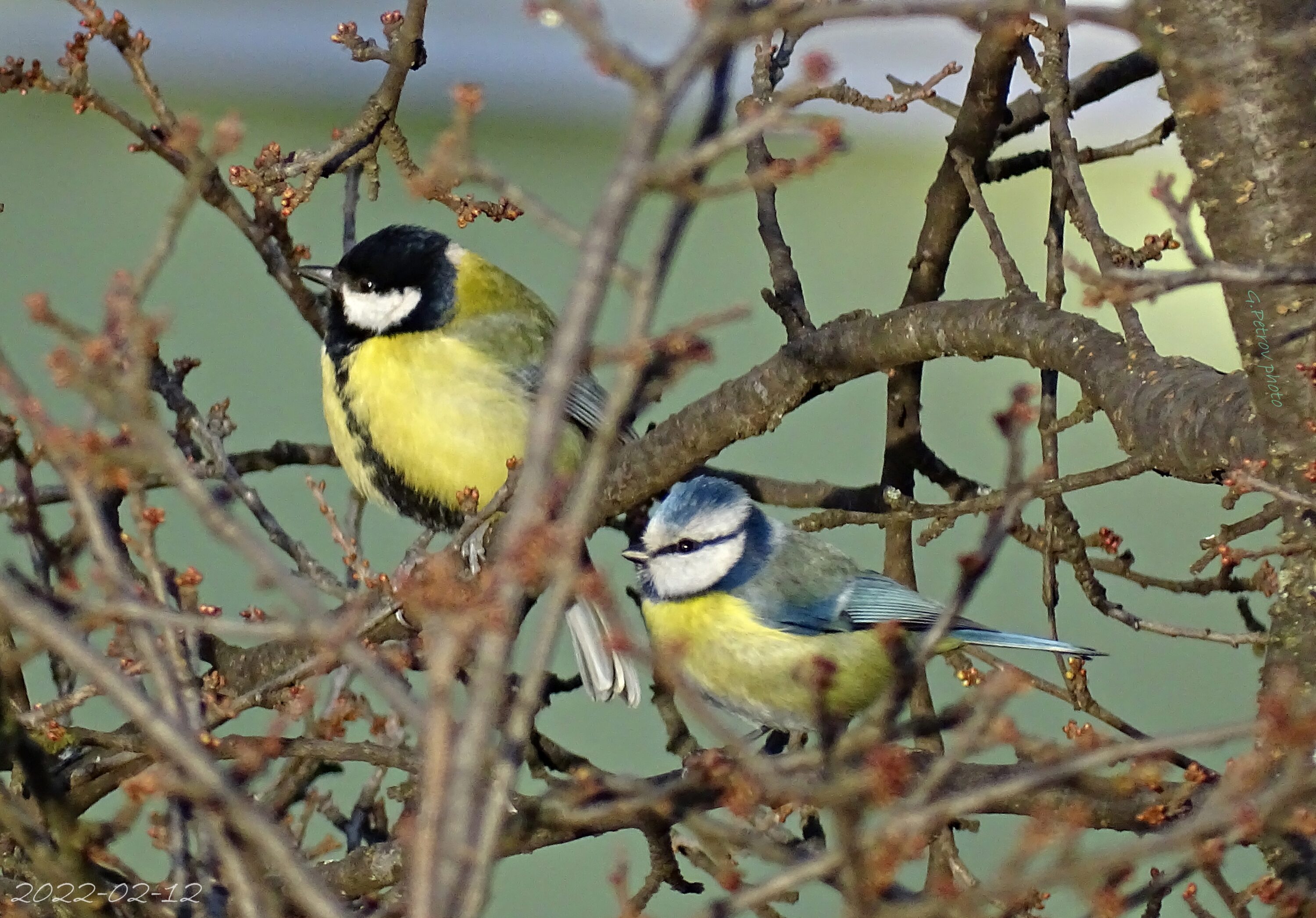 Great tit and Eurasian blue tit together