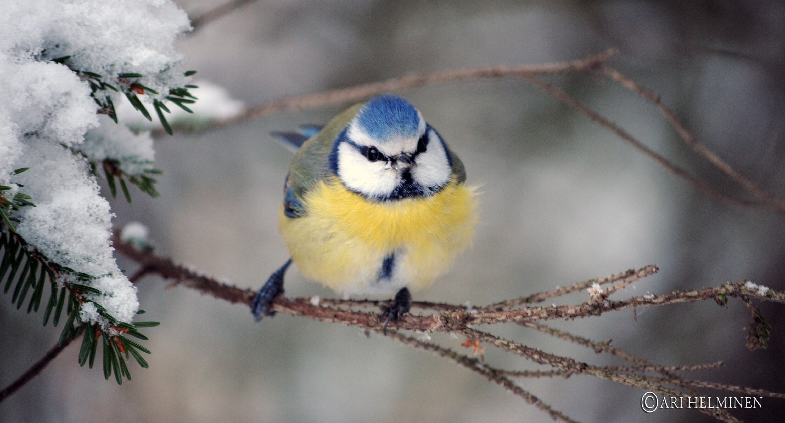 Eurasian blue tit in Helsinki, Finland, in winter