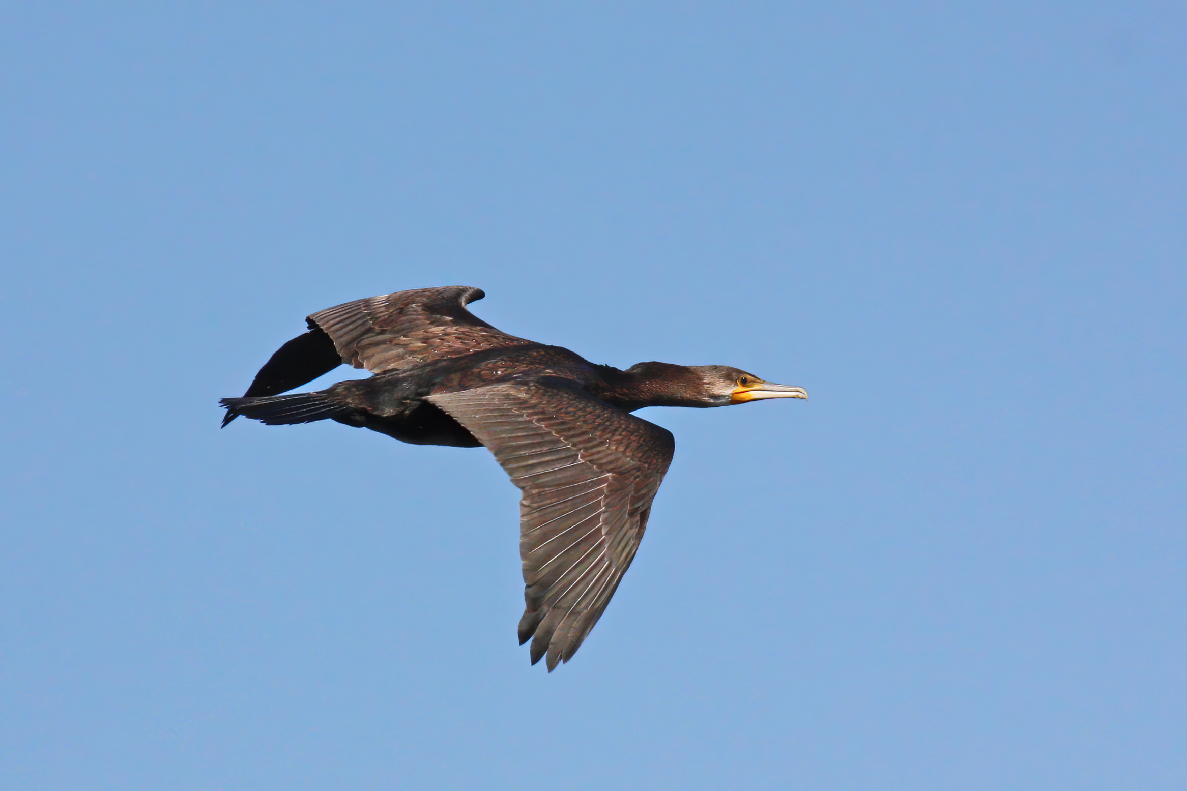 Great cormorant in flight against a blue sky