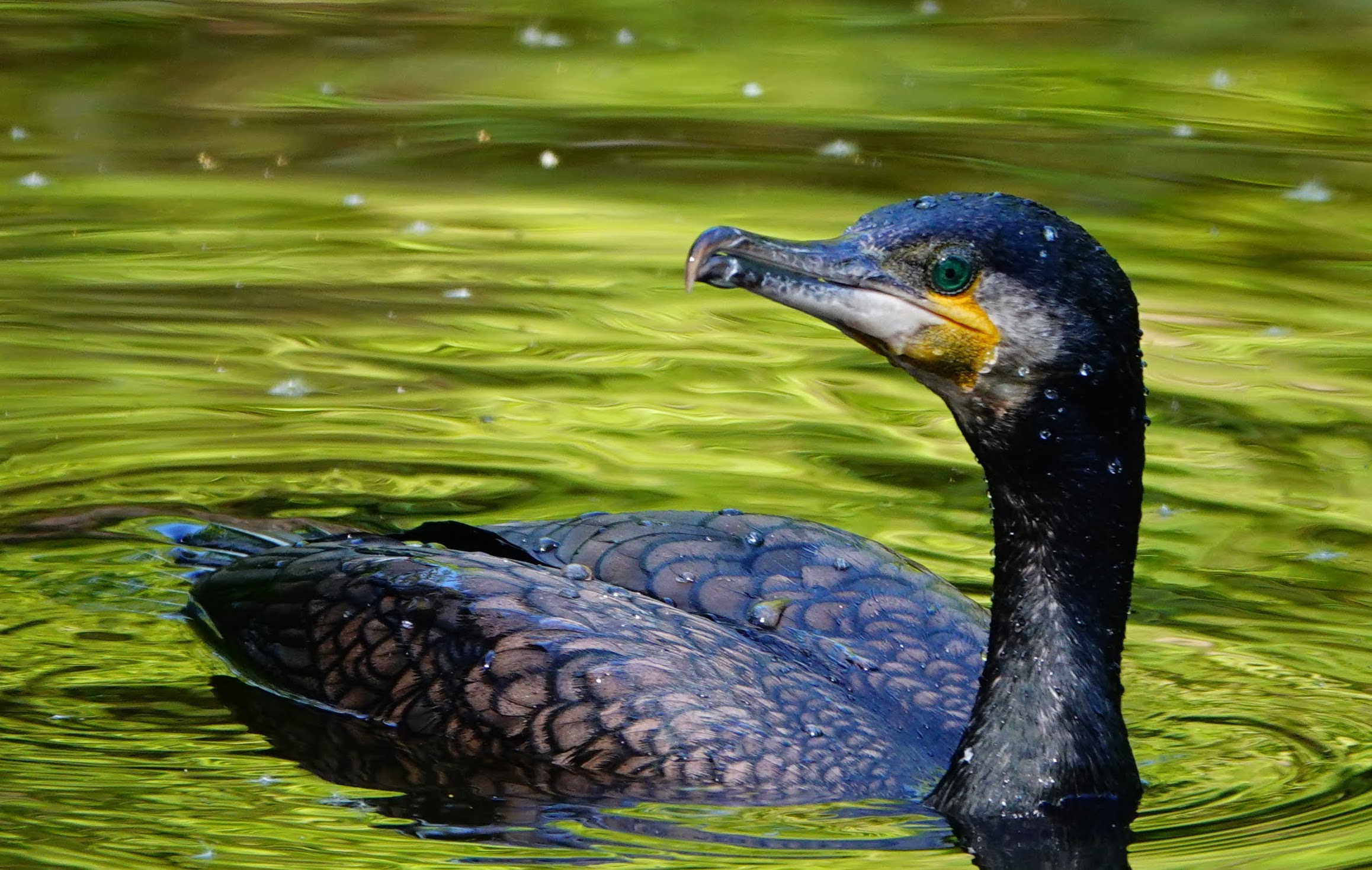 Great cormorant swimming on green water