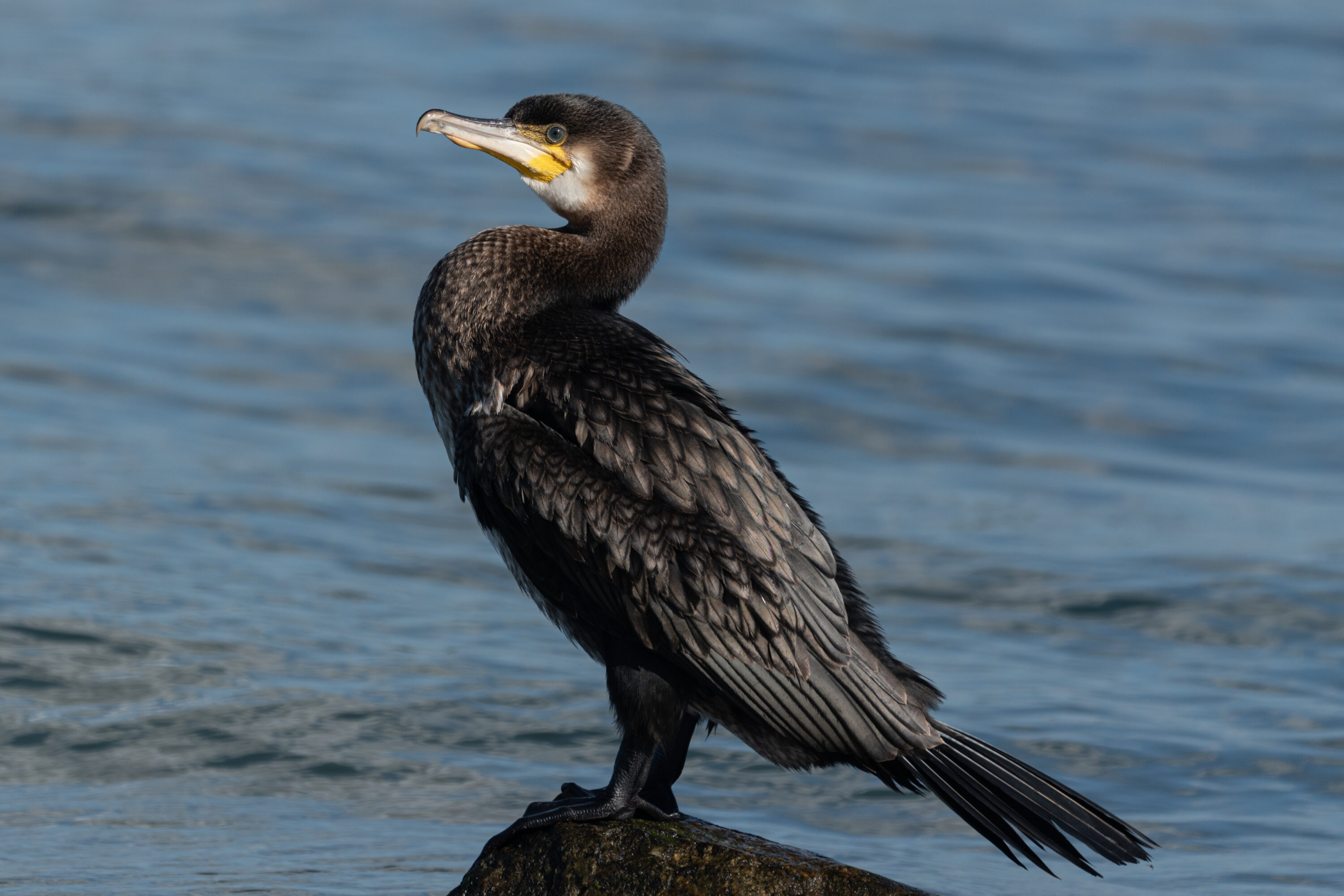 Great Cormorant at Travemünde, Germany