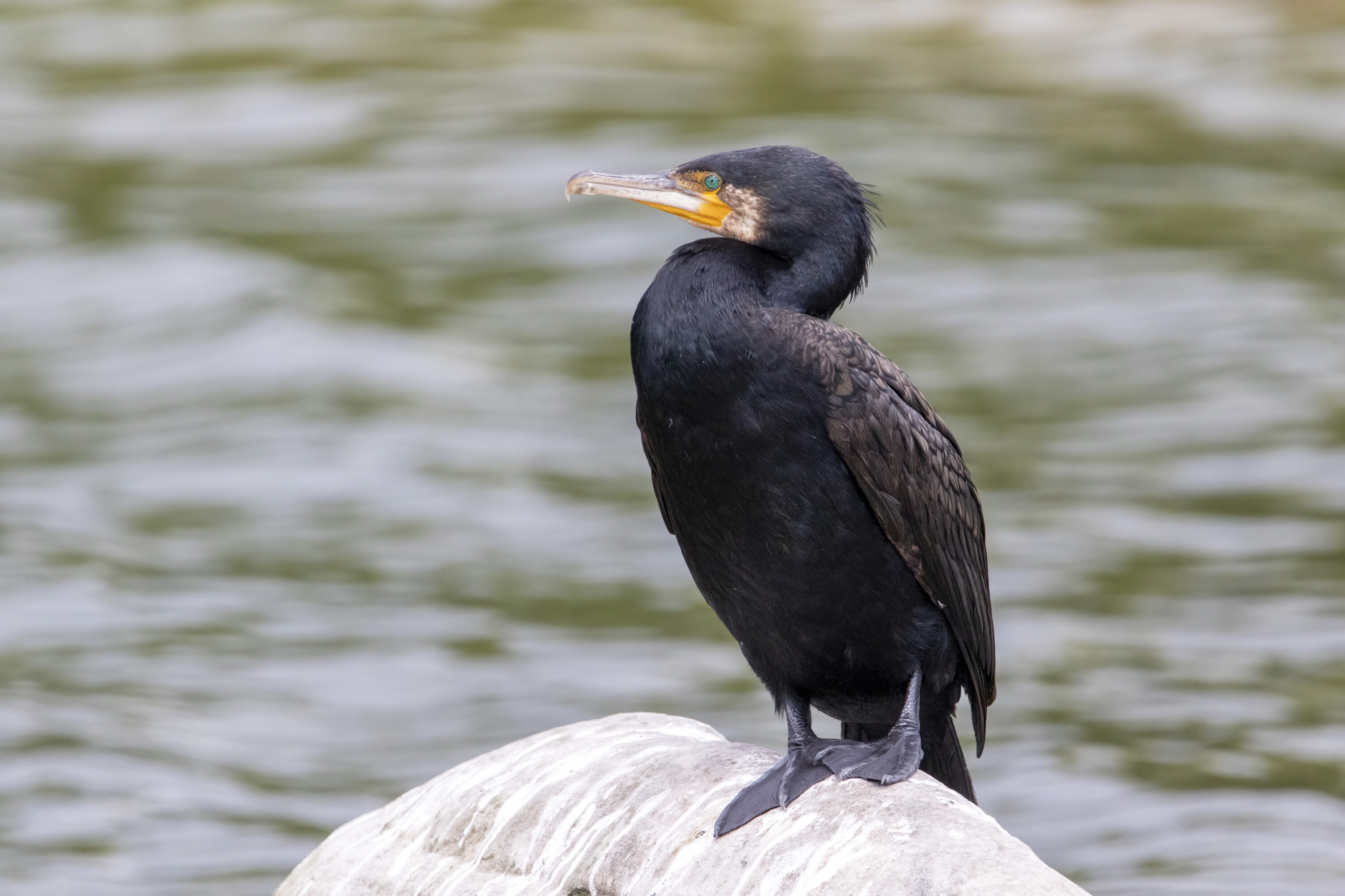 Great cormorant perched on a rock beside water in France