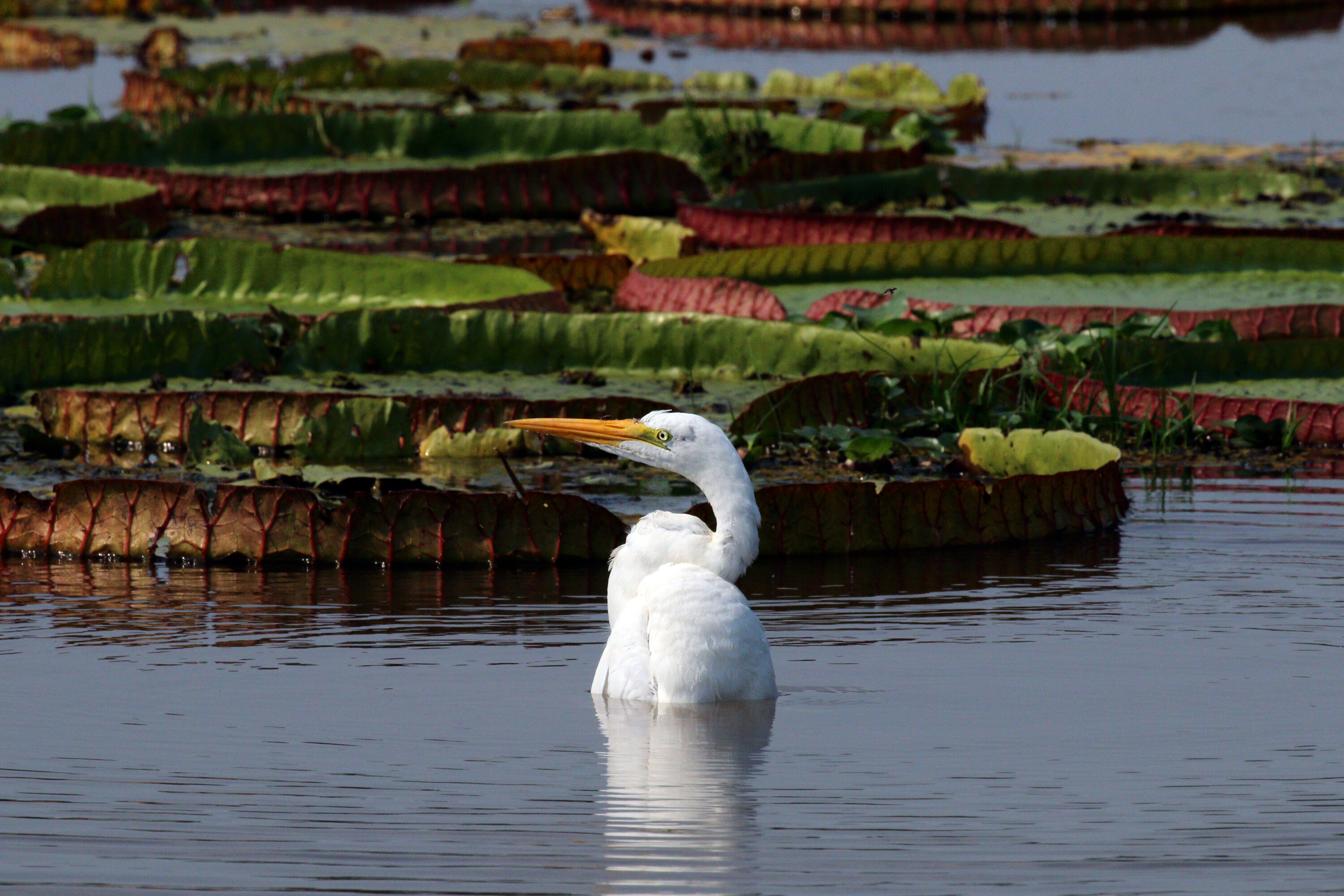 Great egret standing in shallow water in the Pantanal, Brazil
