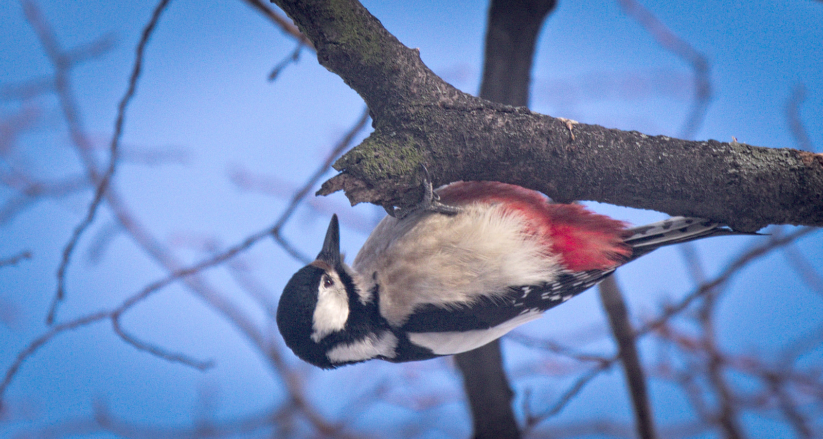 Great spotted woodpecker foraging under a branch in Wrocław, Poland