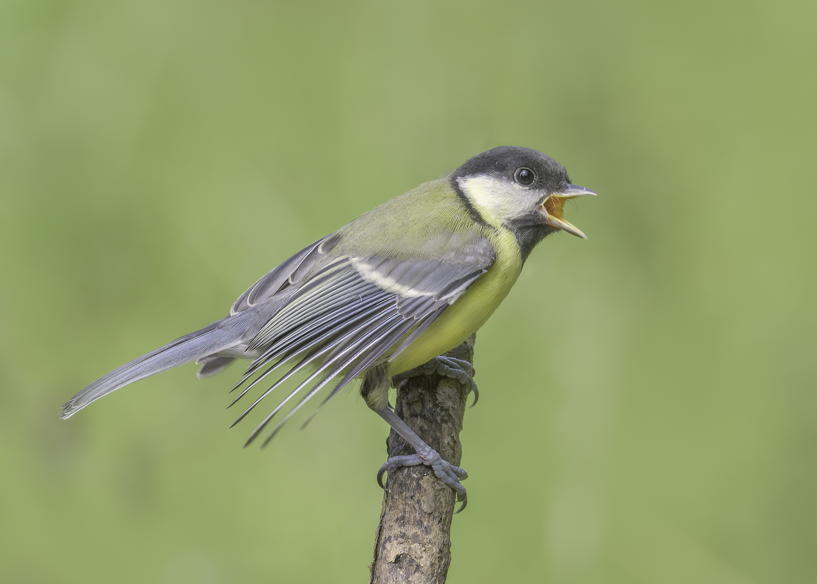 A juvenile great tit calling from a perch