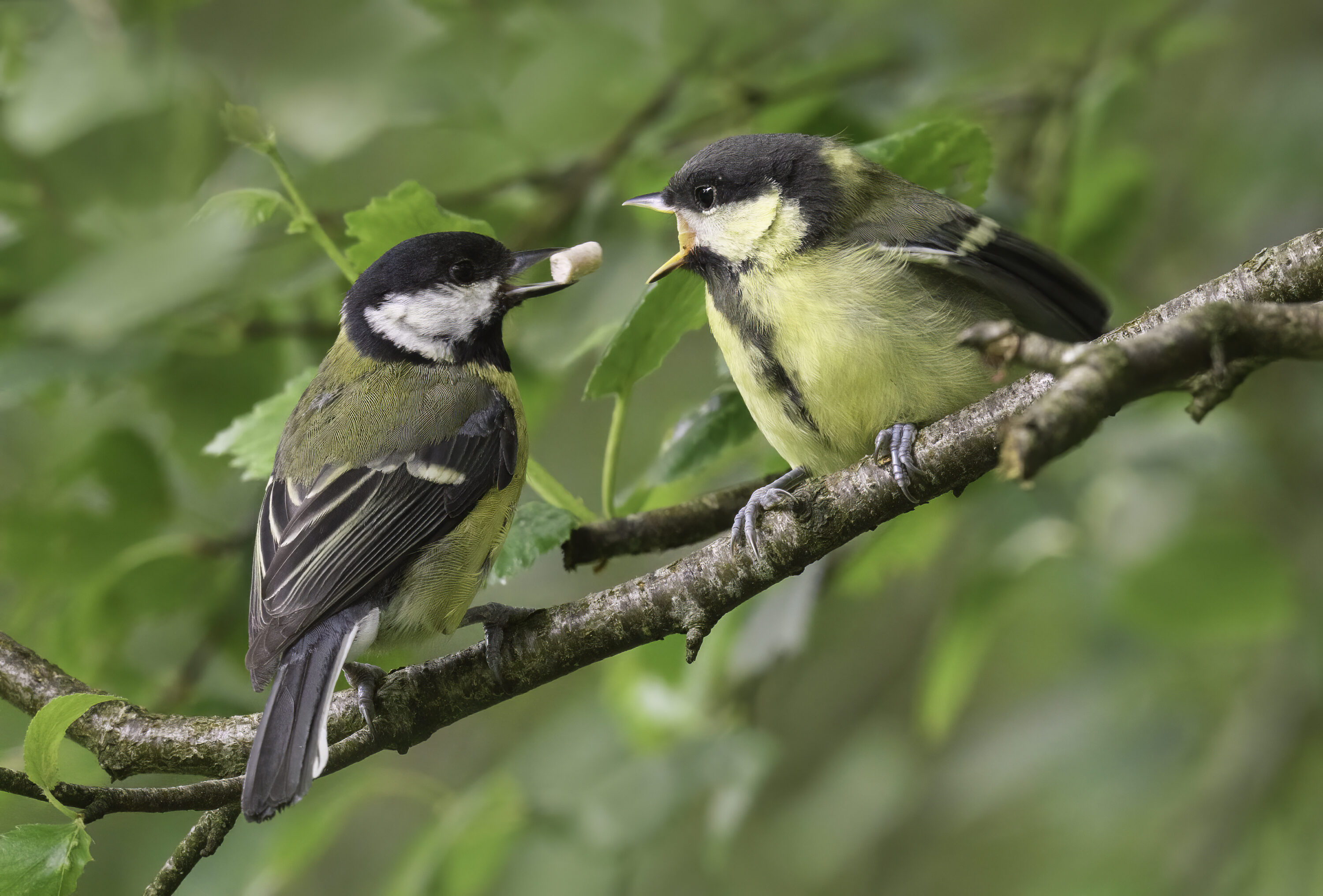 Adult Great Tit feeding a fledgling on a branch in Scotland