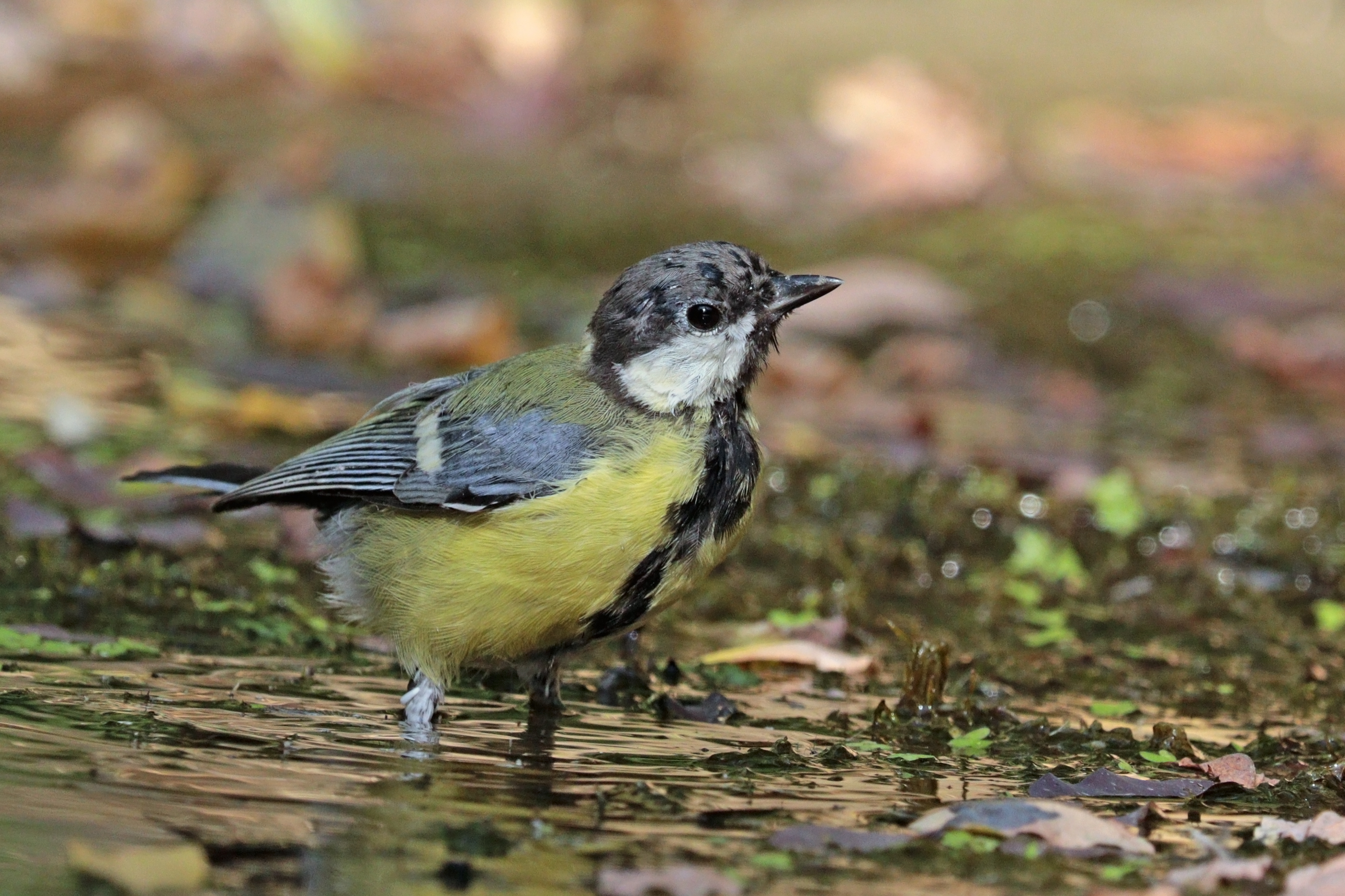 Great tit in Hungary