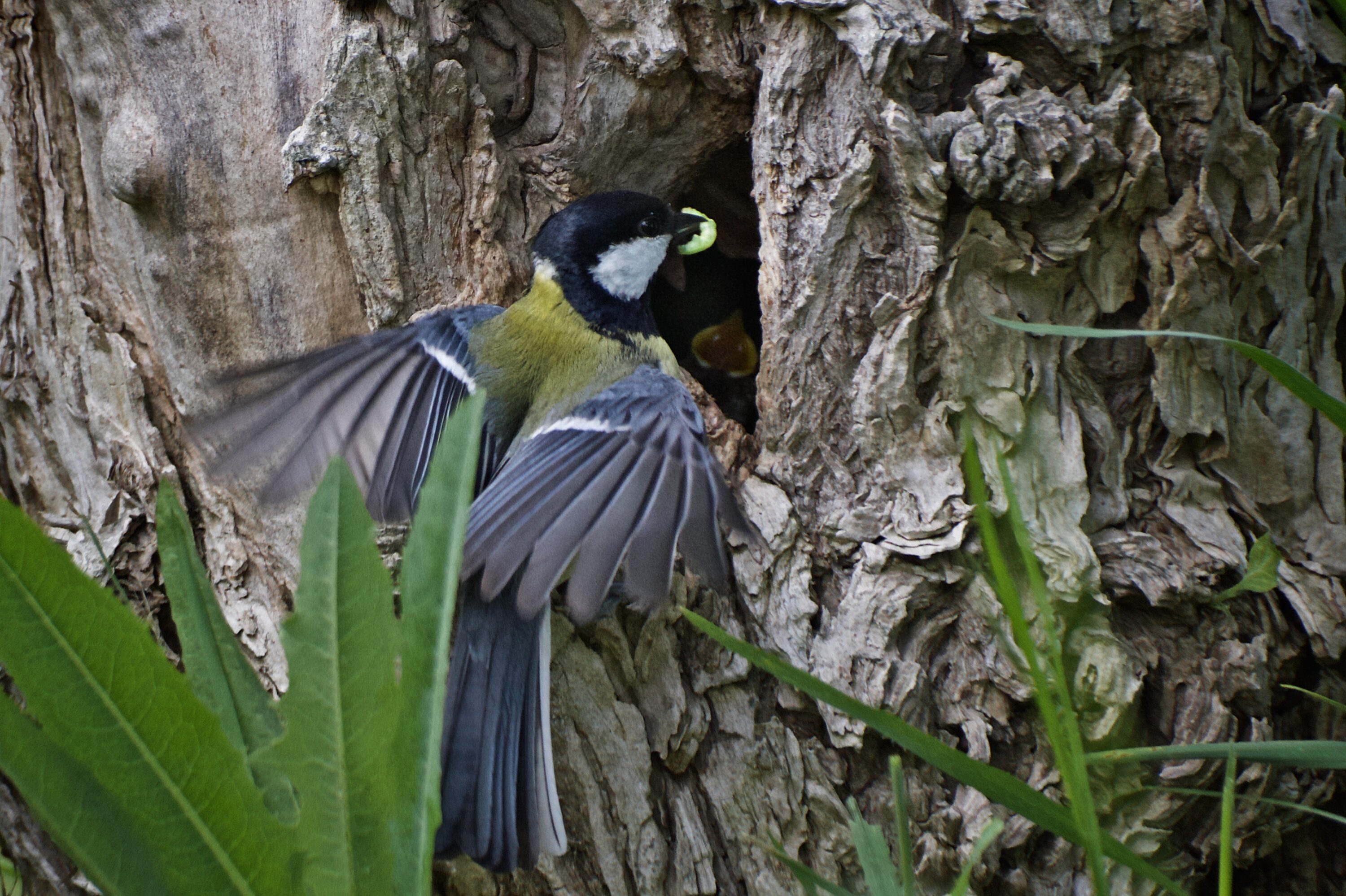 A great tit delivers a caterpillar to a chick with an open yellow gape inside a tree cavity