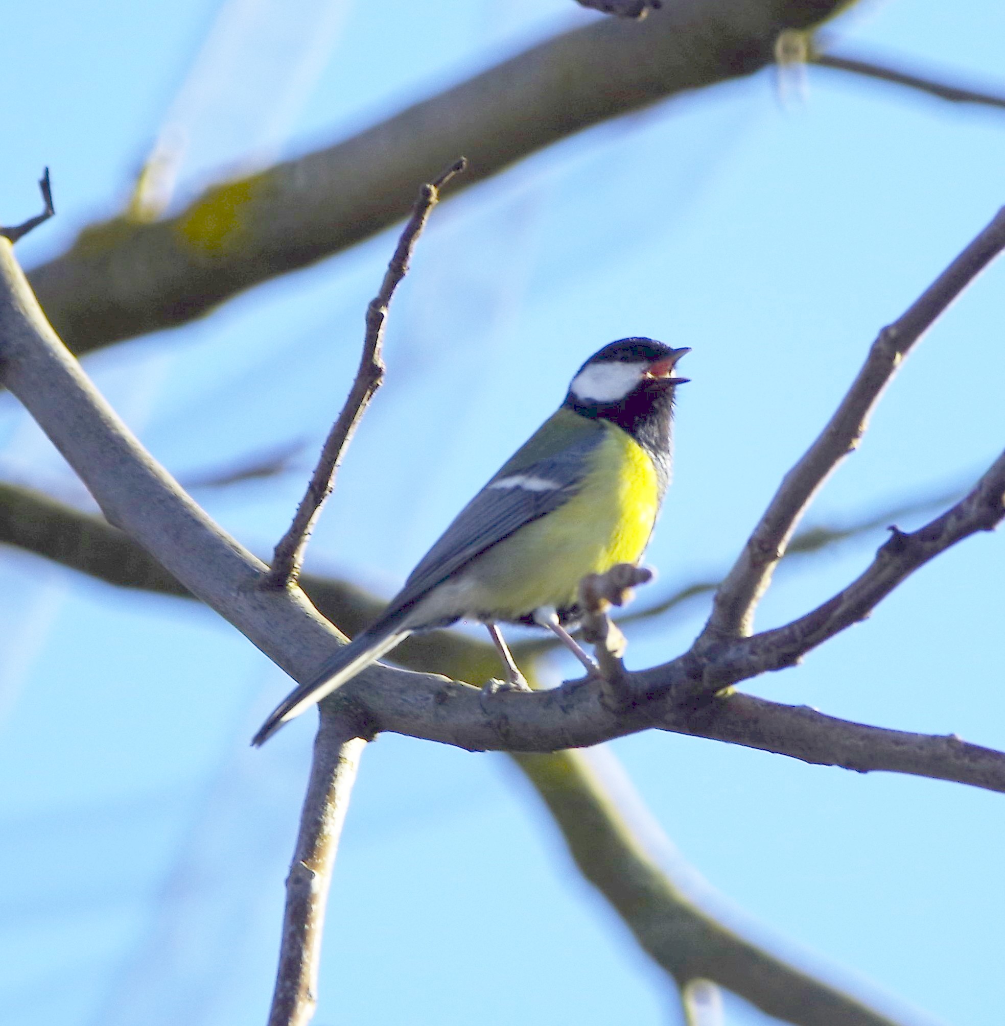 A great tit singing from a tree branch