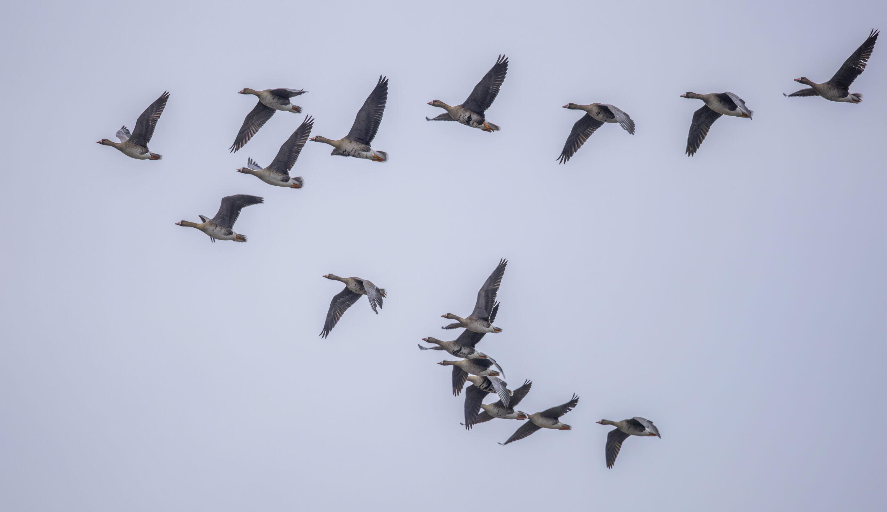 Flock of greater white-fronted geese in flight in the Biebrza region, Poland