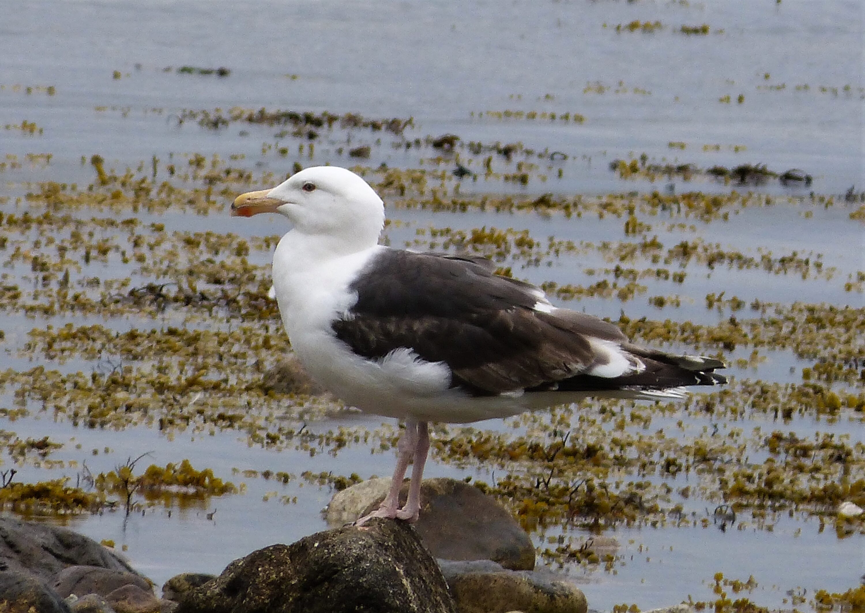 Adult great black-backed gull on the Isle of Arran, Scotland