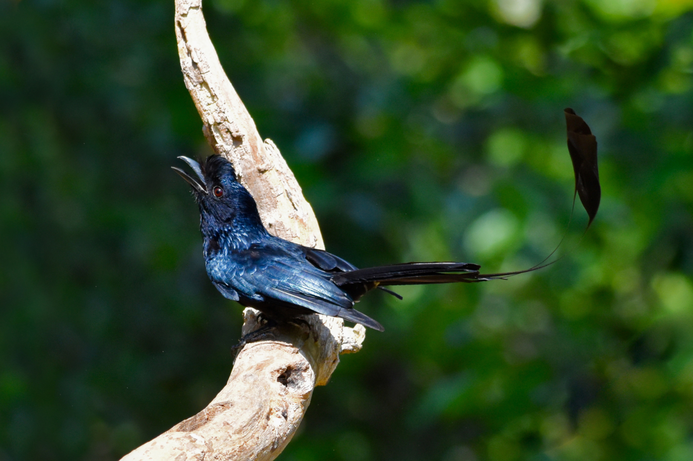 Greater racket-tailed drongo perched in natural habitat