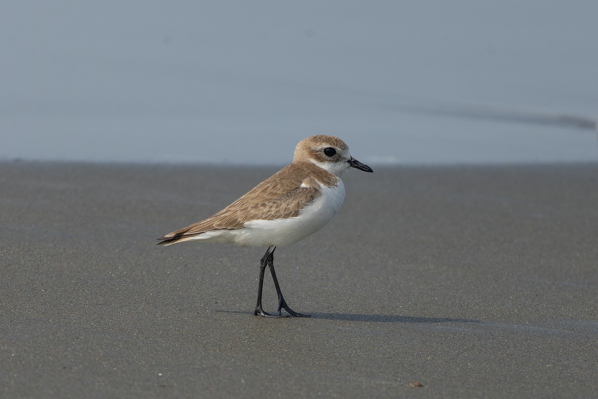 Greater Sand-Plover on coastal habitat at Bakkhali, West Bengal, India
