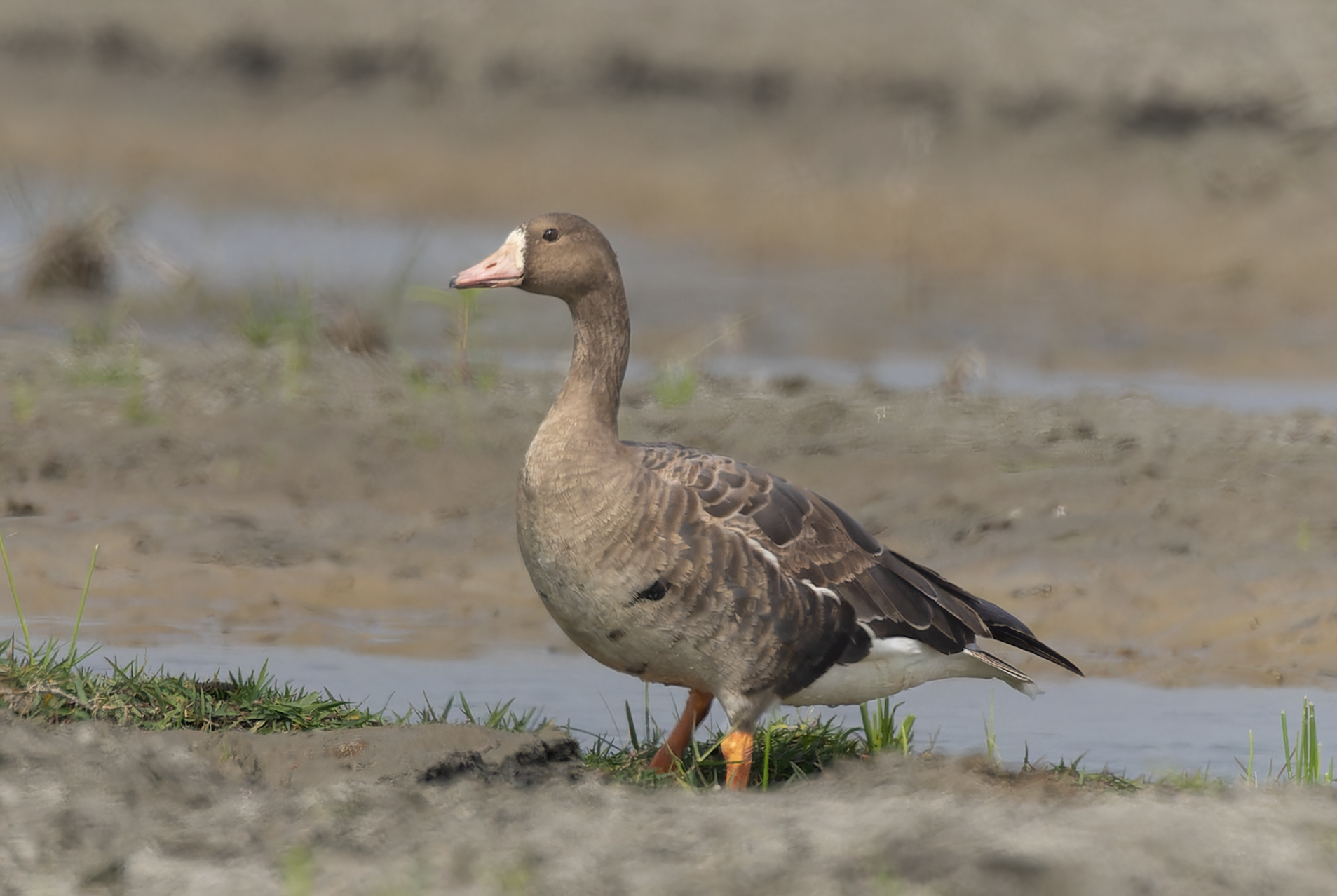 Greater white-fronted goose standing in wetland habitat at Gajoldoba, India