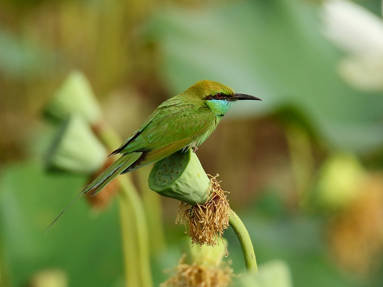 Asian green bee-eater perched on a seed head against a soft green background