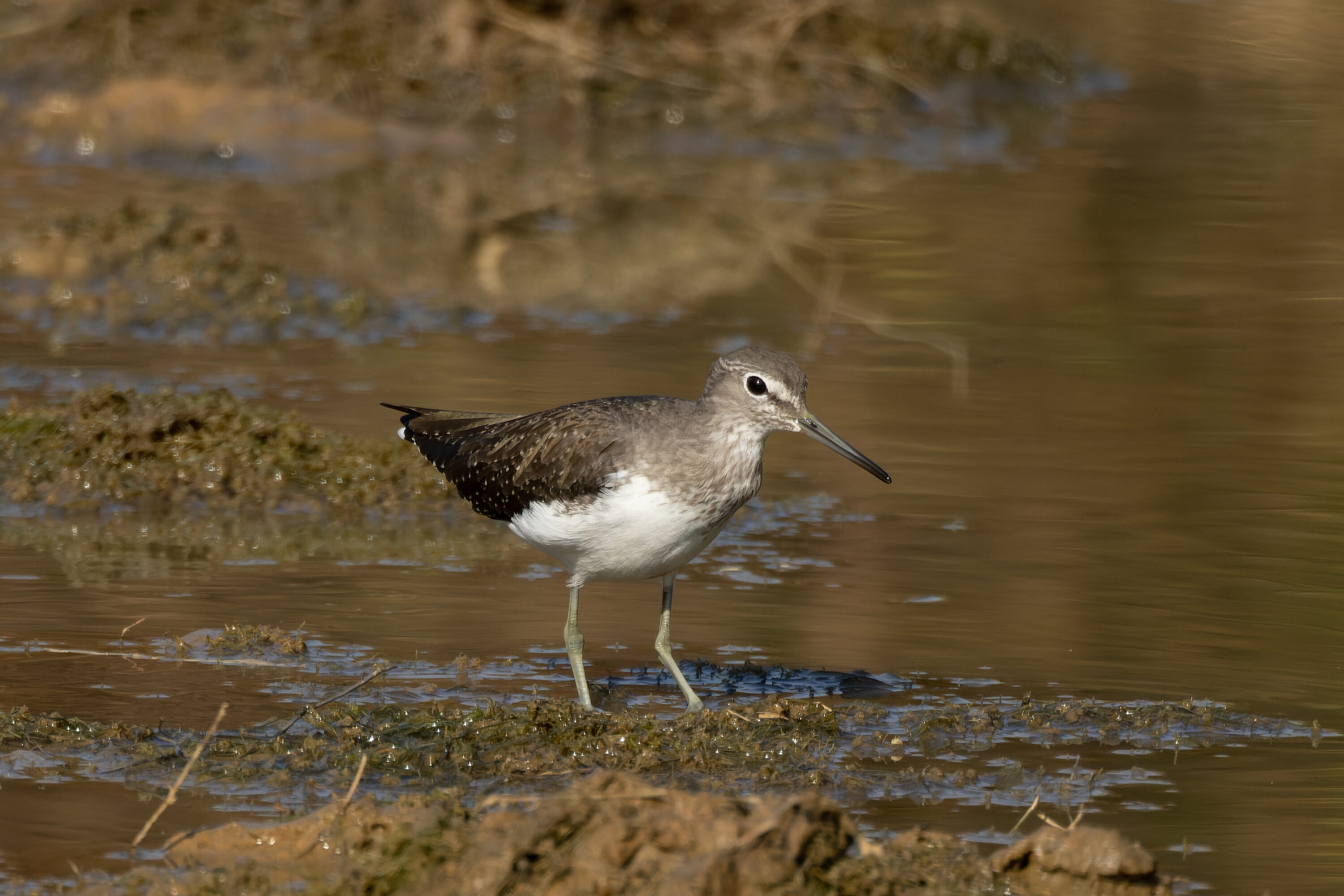 Green sandpiper standing beside shallow water