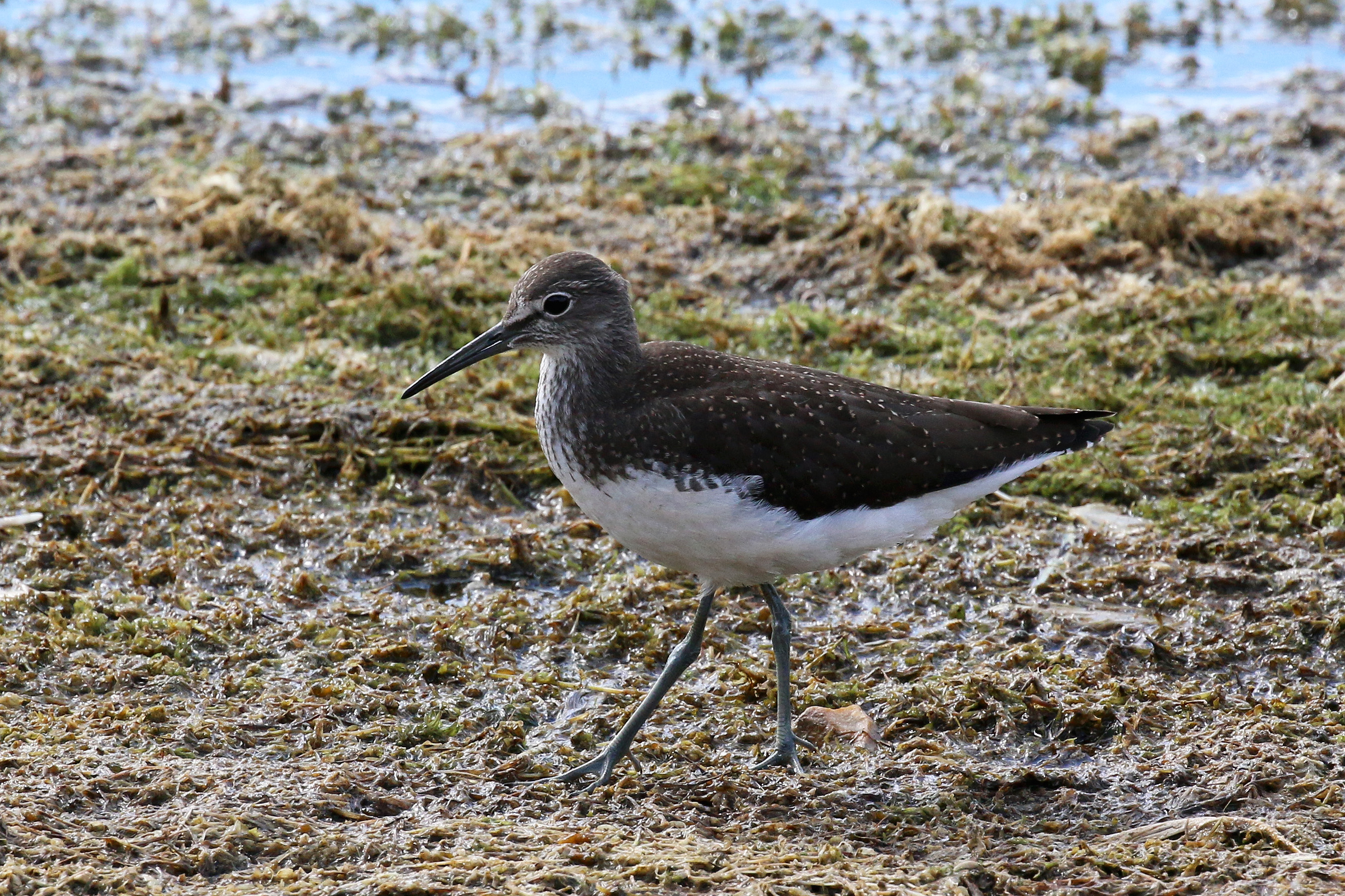 Green sandpiper standing on a wetland margin