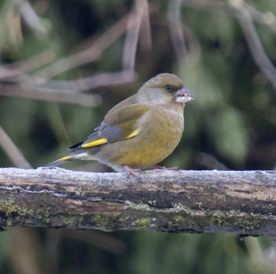 European greenfinch at a bird feeder in Birmingham, United Kingdom