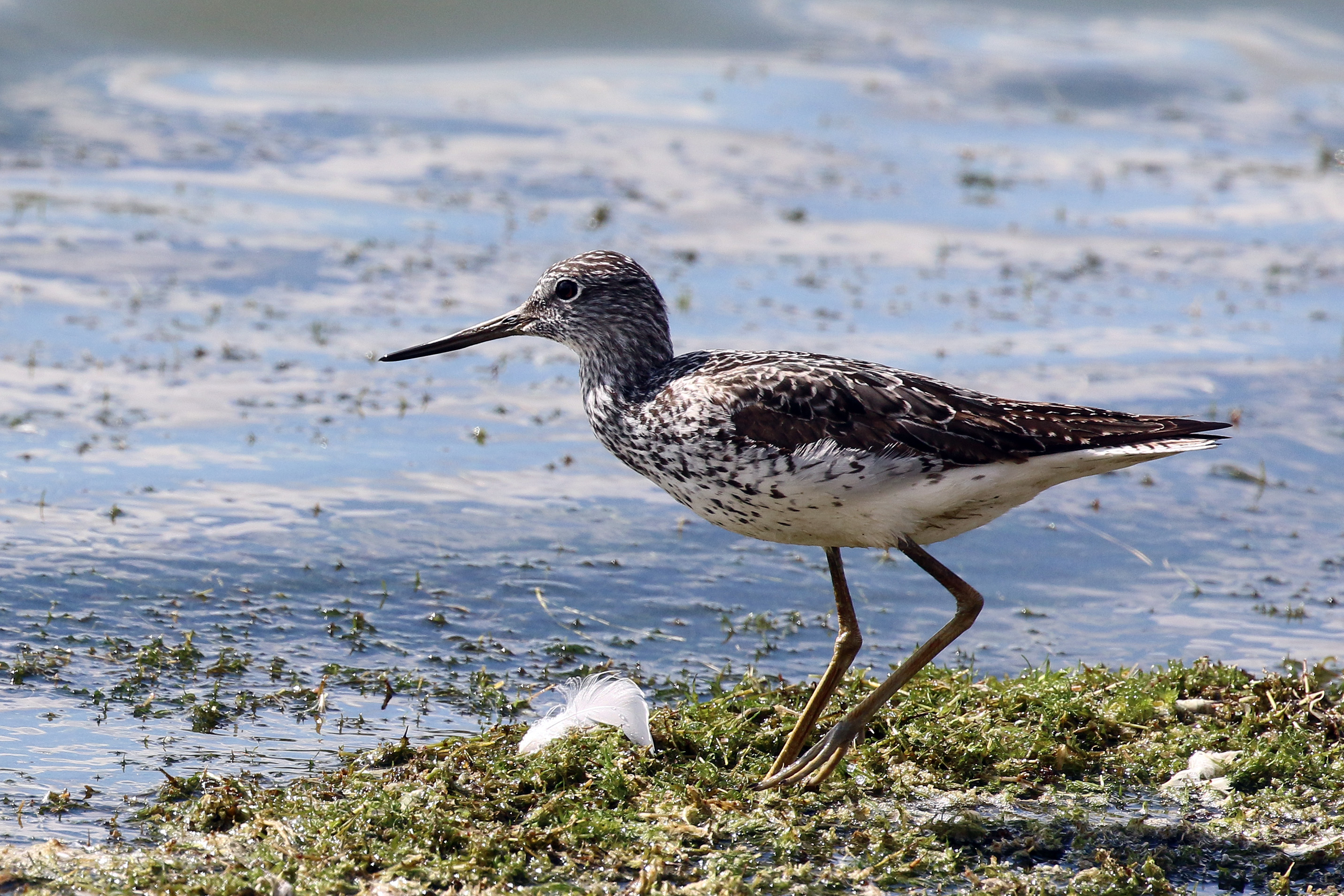 Common Greenshank in shallow wetland habitat