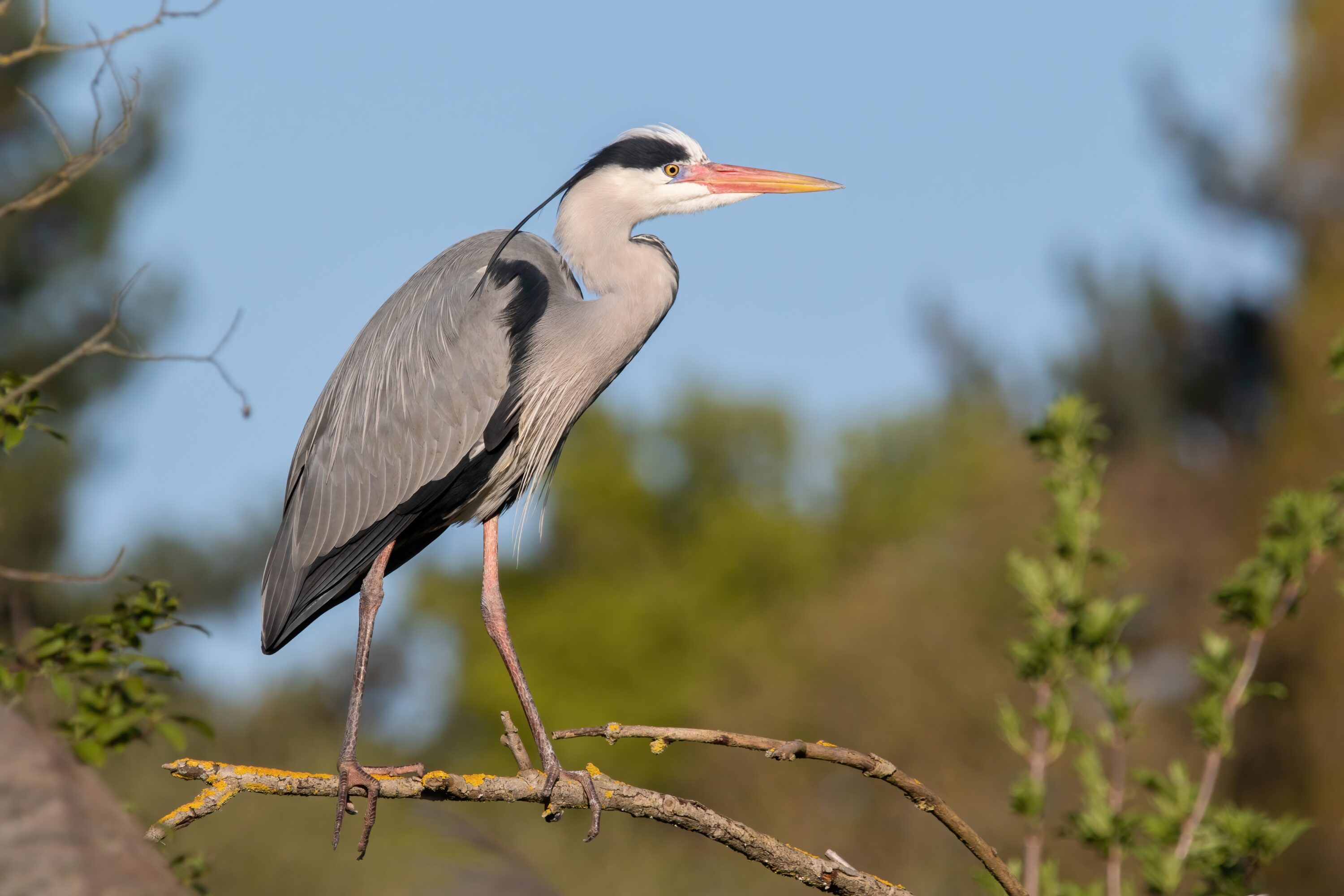 Adult grey heron perched on a branch in Parc Georges-Valbon, France