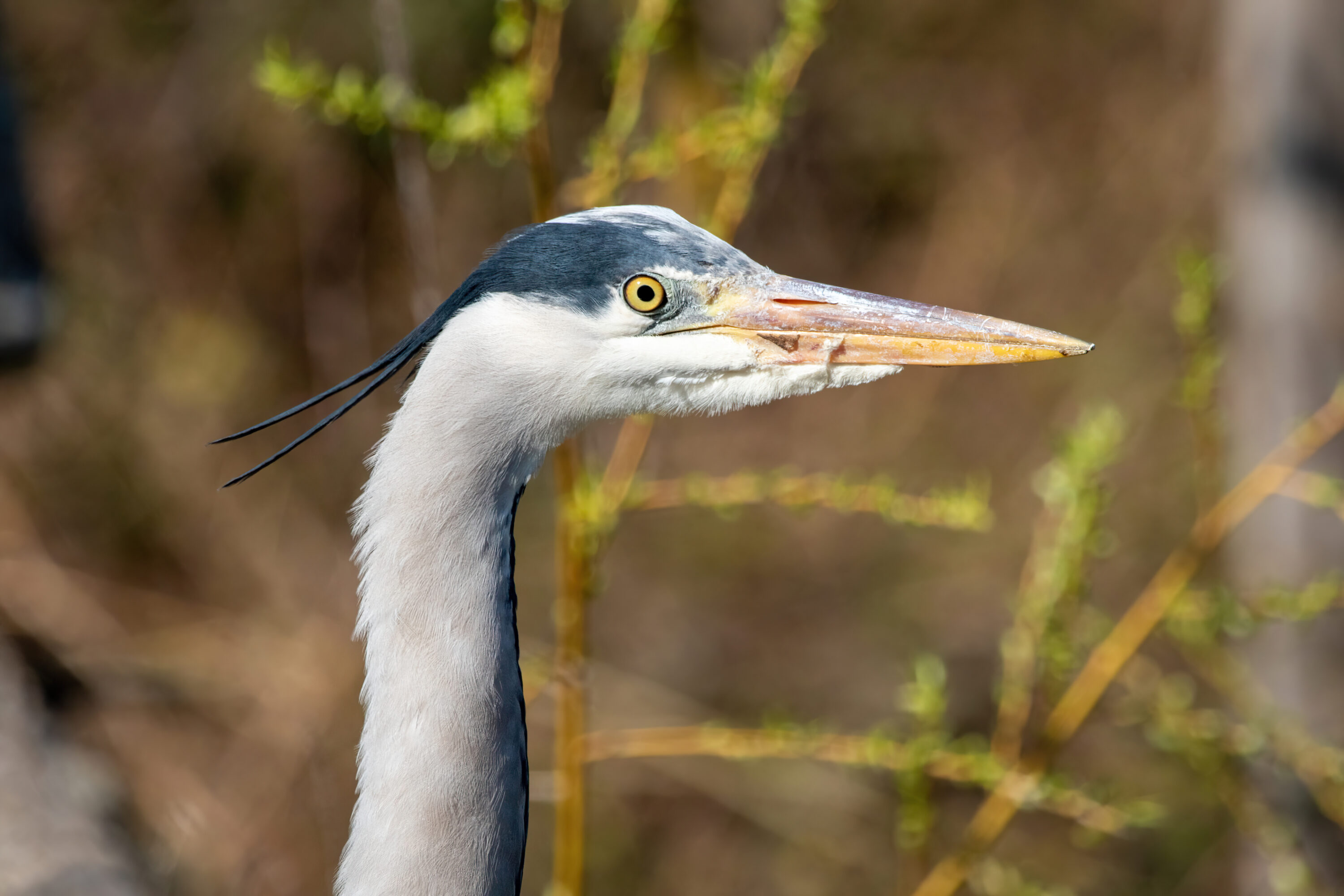 Close-up profile of a wild grey heron head