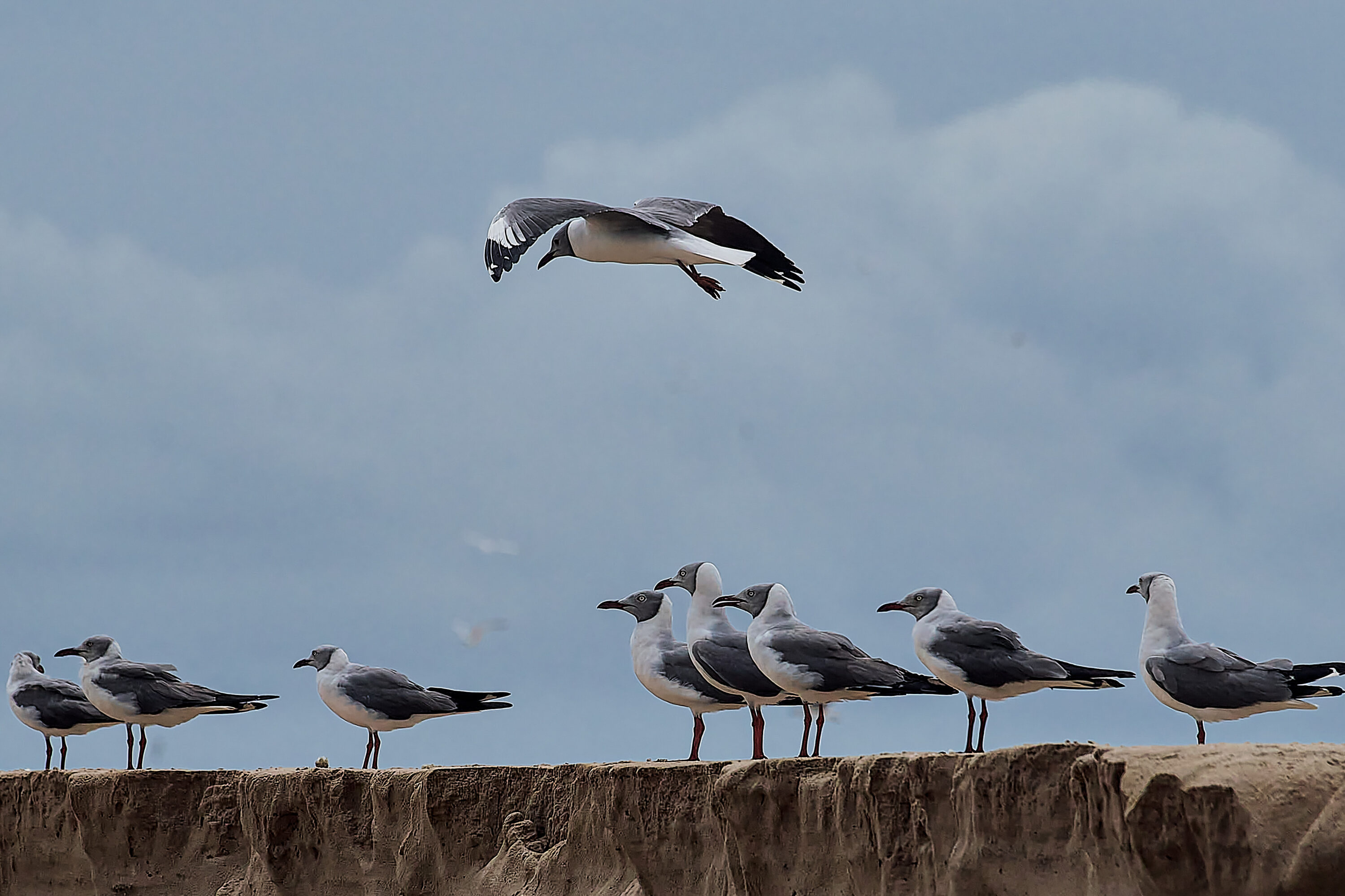 Grey-headed Gulls in Saloum Delta National Park, Senegal