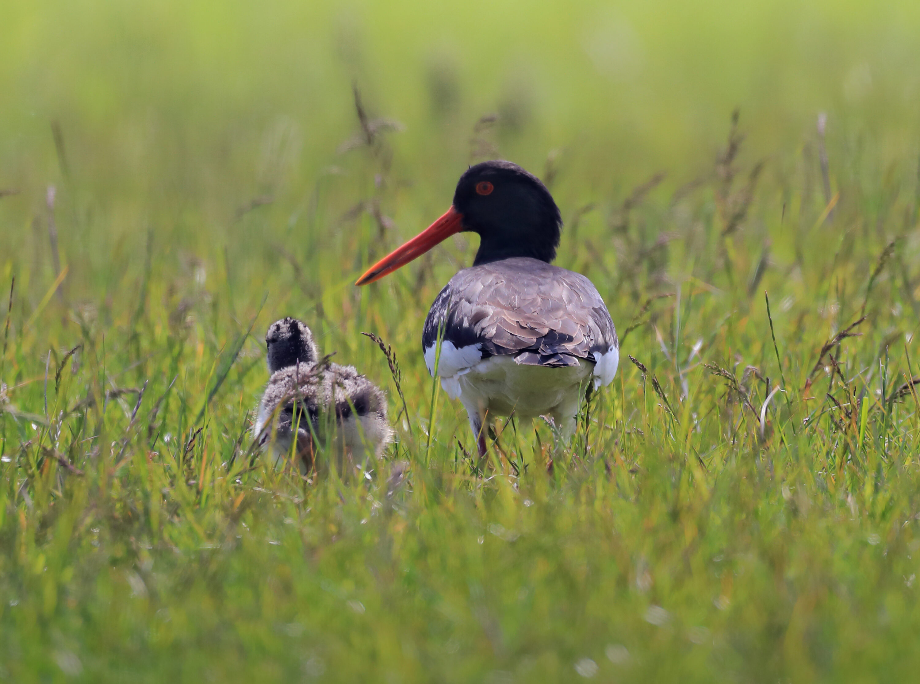 Adult Eurasian oystercatcher standing beside a chick in Scottish grassland