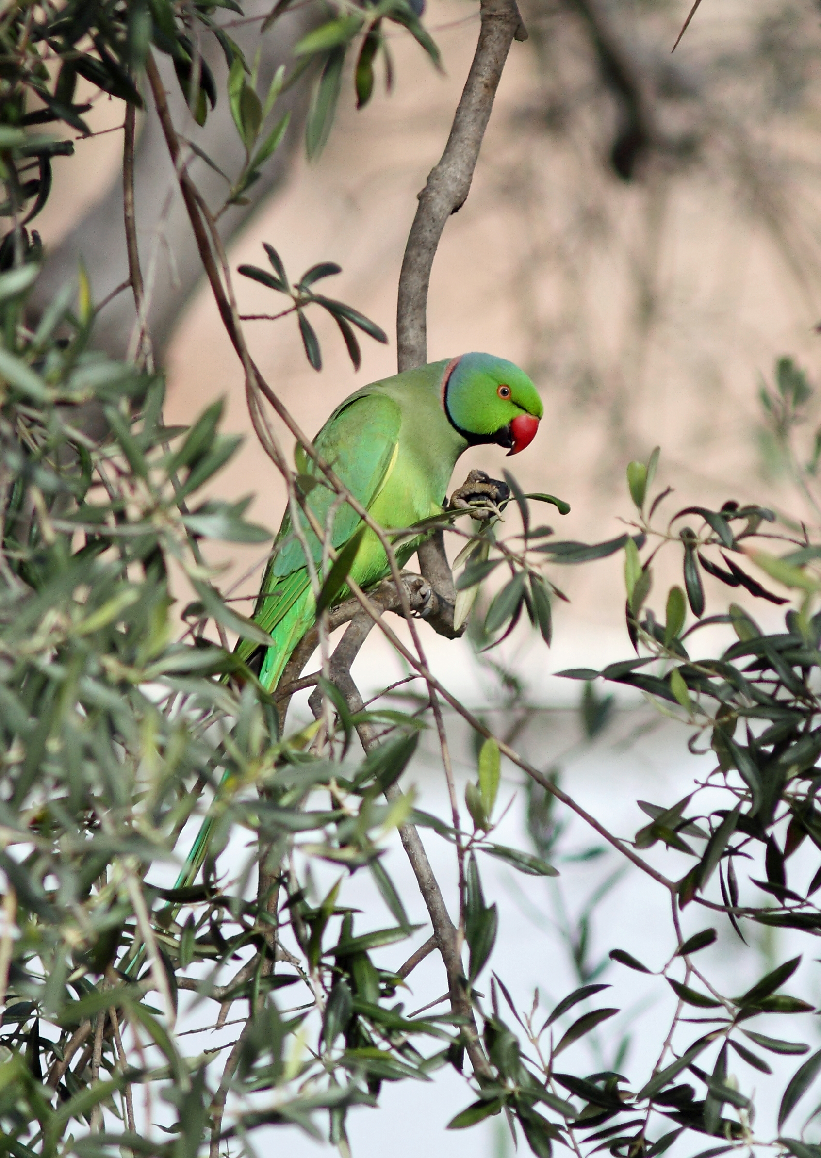 Rose-ringed parakeet perched in a tree at the Forum Romanum in Rome