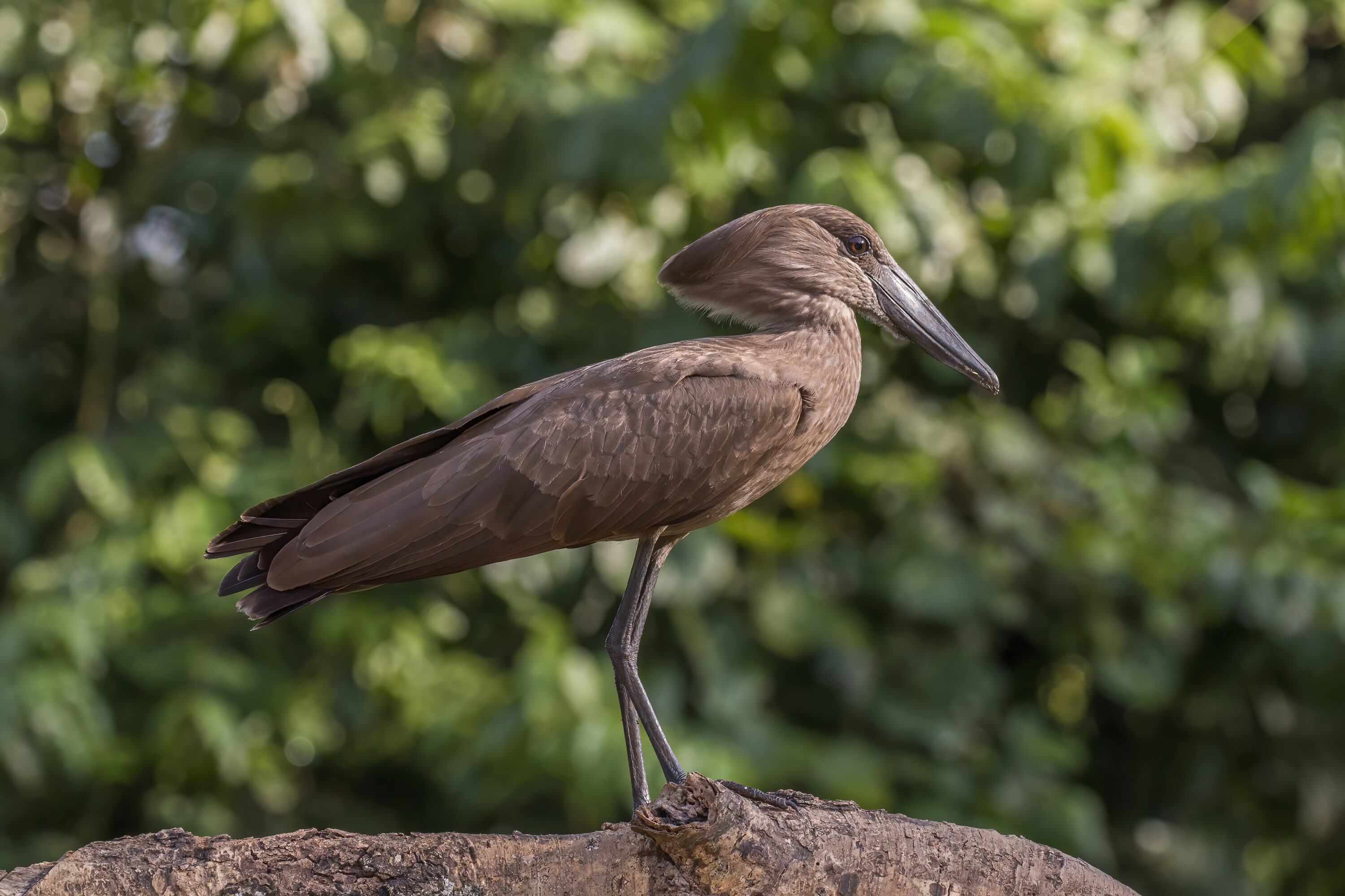 Hamerkop perched on a log in Queen Elizabeth National Park