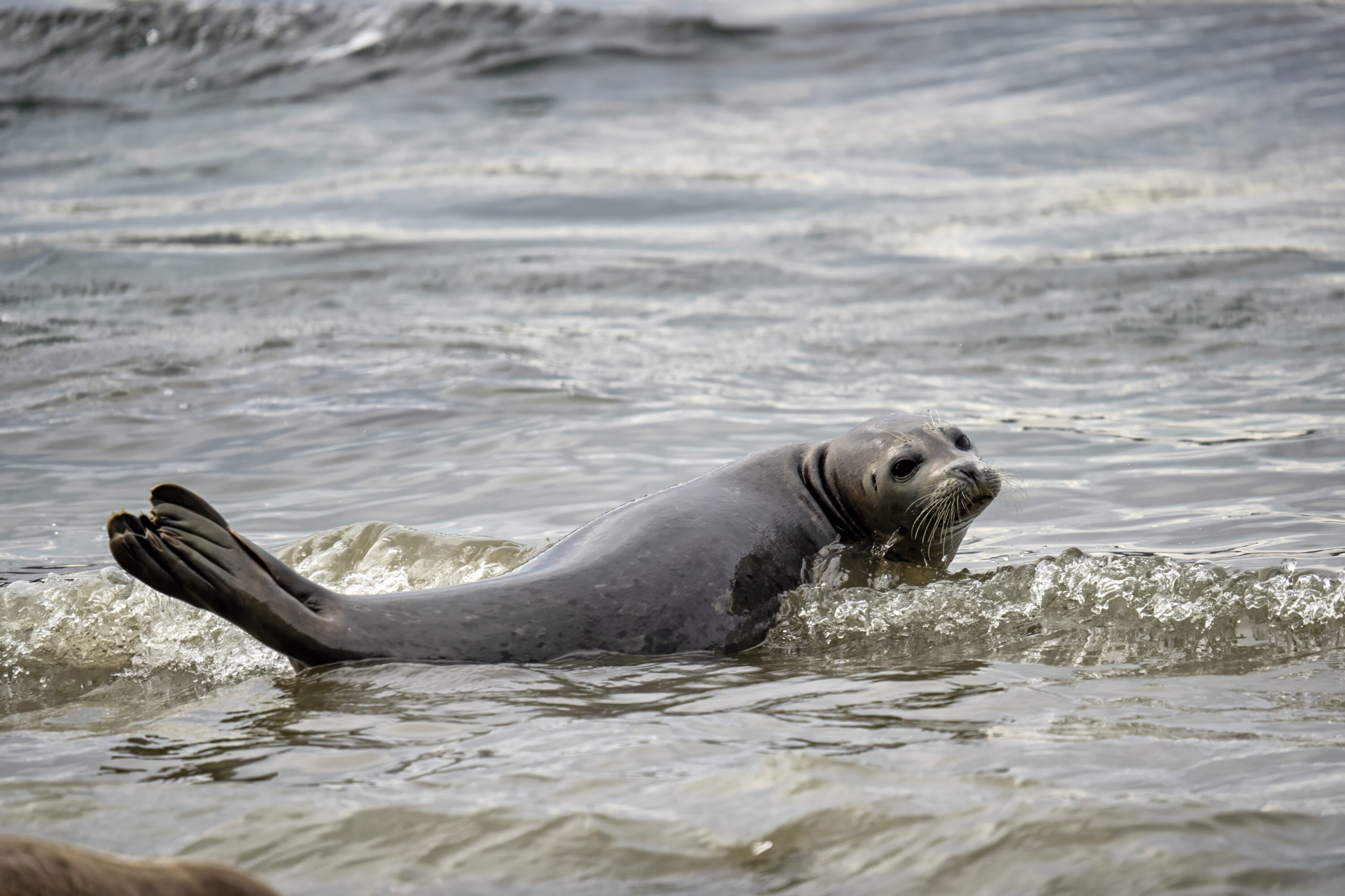 Wild harbour seal in Puget Sound, Washington