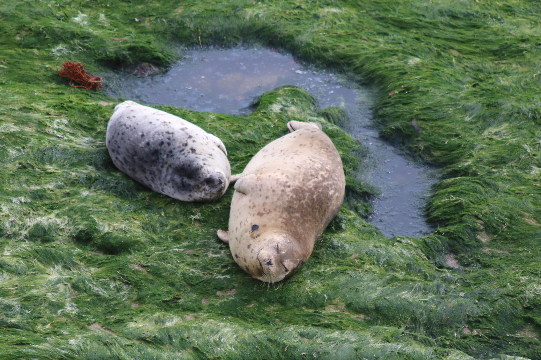 Harbor seal mother and pup resting together on a rocky shoreline