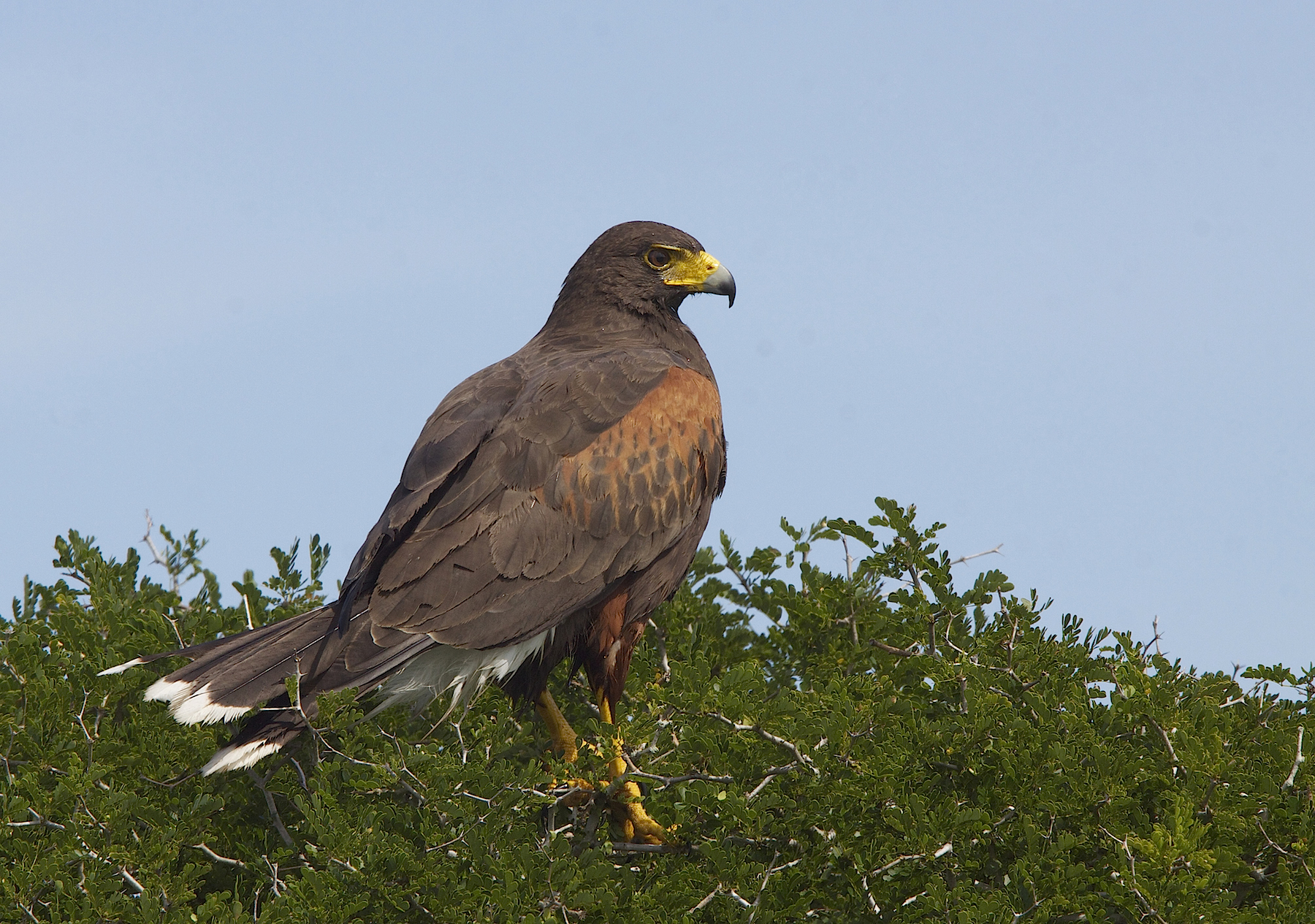 Wild Harris's hawk perched in vegetation at Laguna Atascosa National Wildlife Refuge, Texas