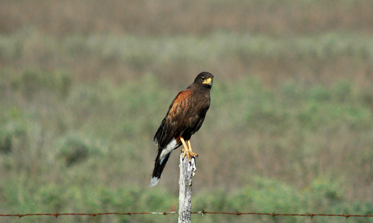 Adult-plumaged Harris's hawk perched in coastal grassland in Tamaulipas, Mexico