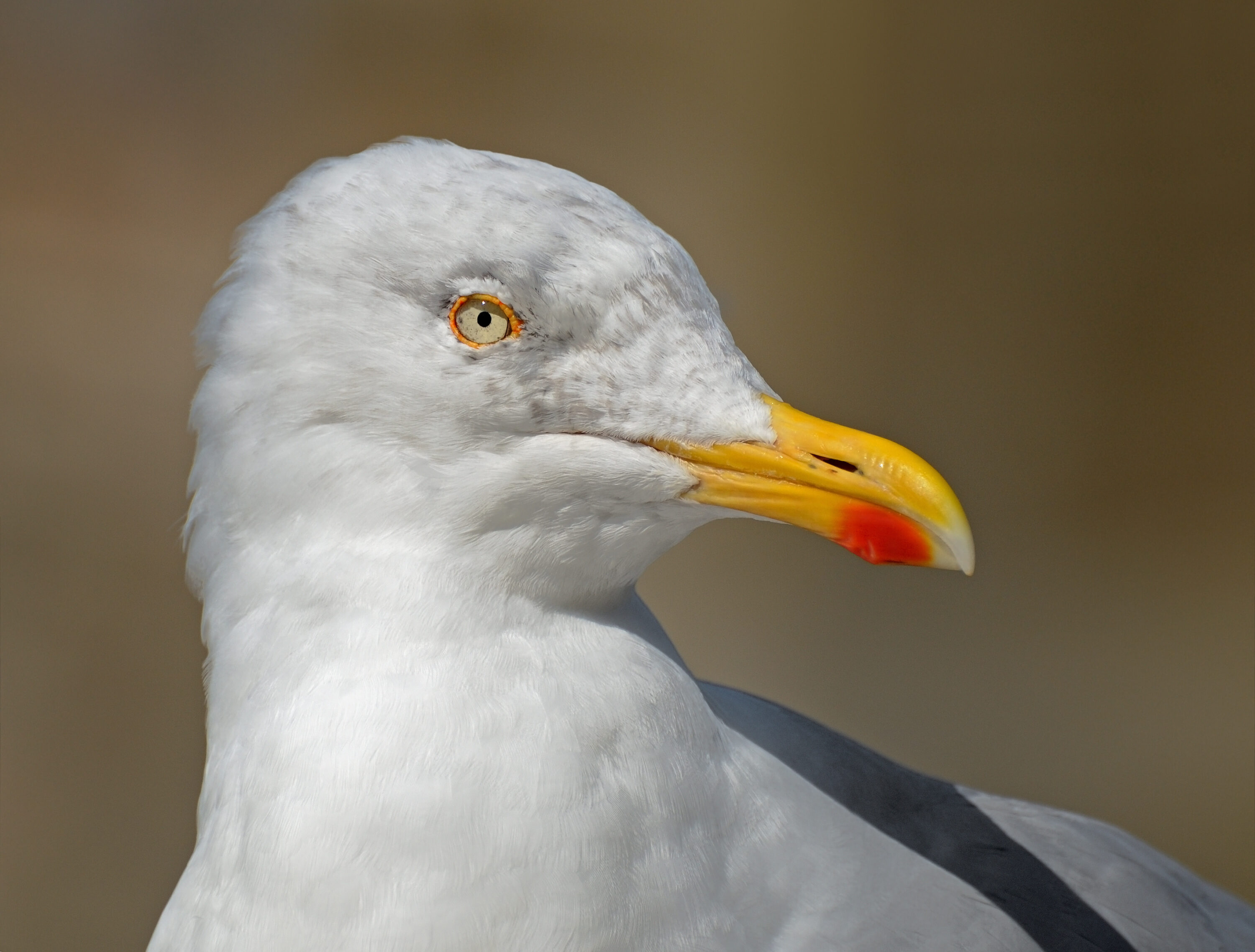 Close-up portrait of a European herring gull in Saint-Malo, France