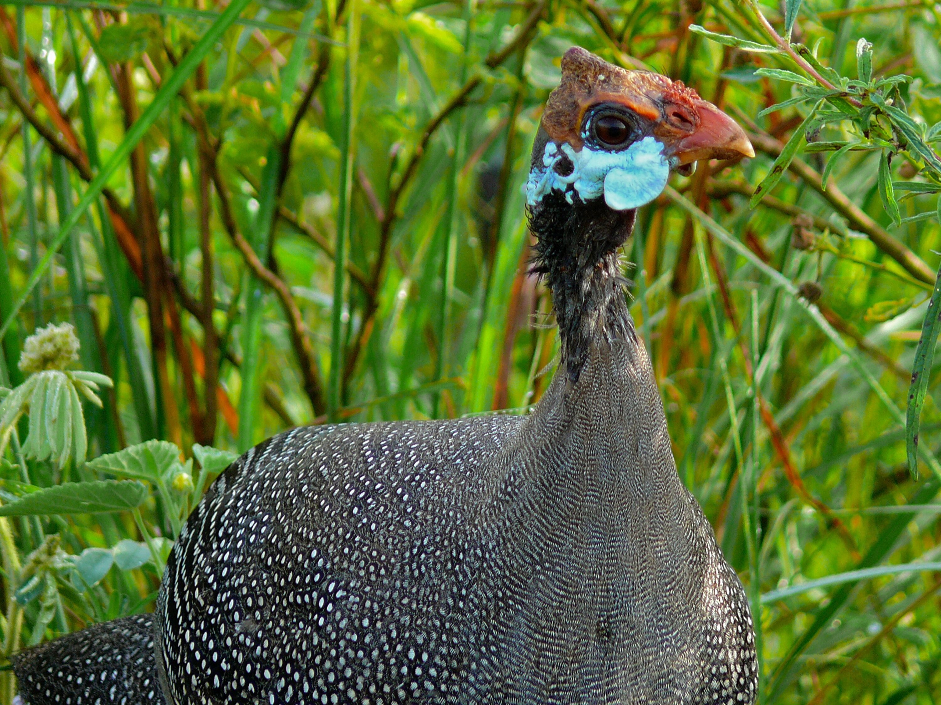 Helmeted guineafowl in Murchison Falls National Park, Uganda
