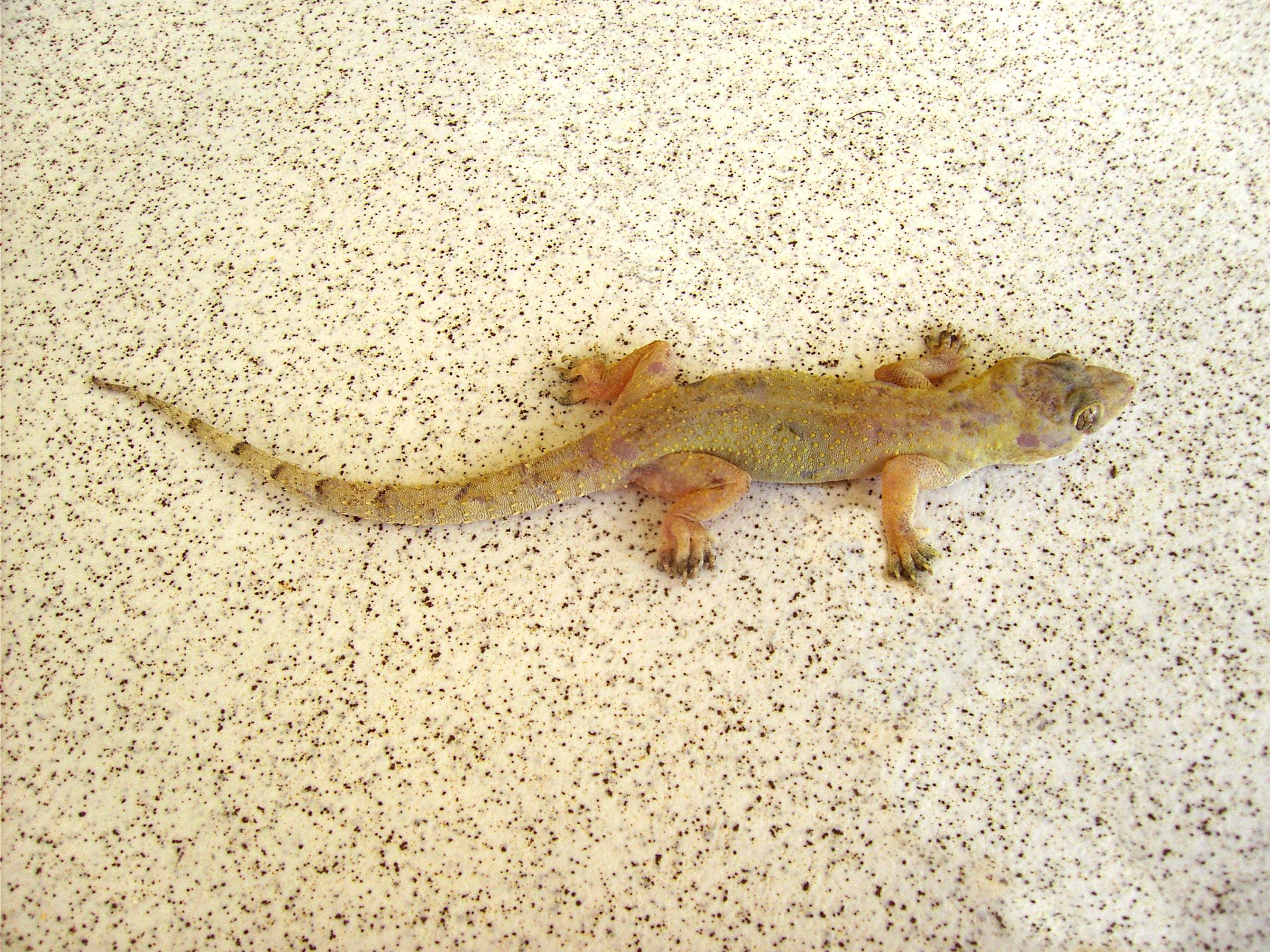 Tropical house gecko on a light wall in Dominica
