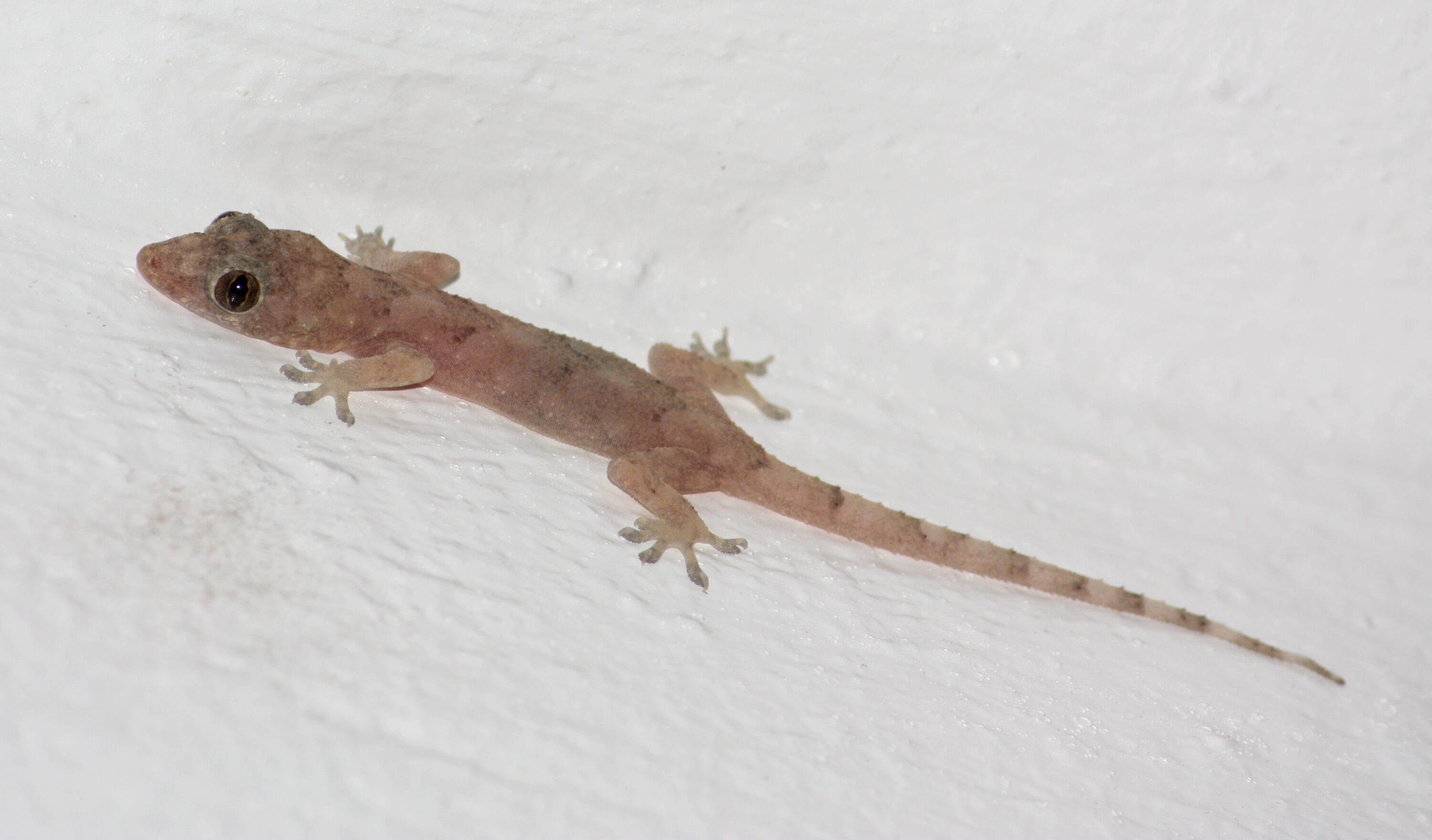 Tropical house gecko photographed in Picard, Dominica