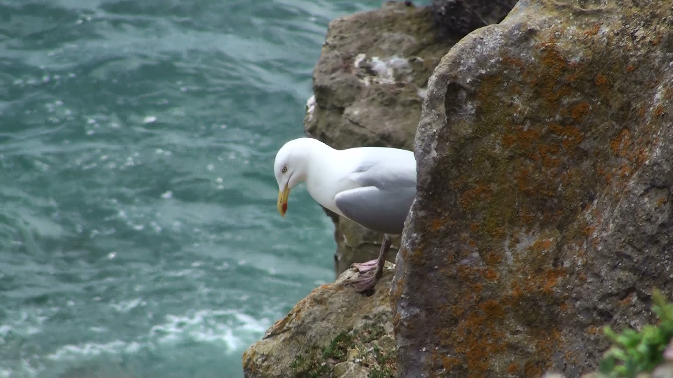 European herring gull on coastal cliffs in West Wales